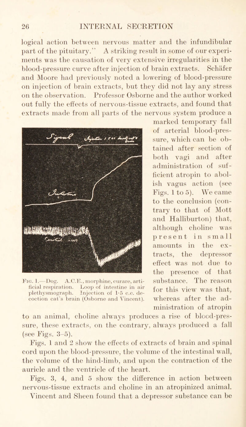 logical action between nervous matter and the infundibular part of the pituitary. A striking result in some of our experi¬ ments was the causation of very extensive irregularities in the blood-pressure curve after injection of brain extracts. Schafer and Moore had previously noted a lowering of blood-pressure on injection of brain extracts, but they did not lay any stress on the observation. Professor Osborne and the author worked out fully the effects of nervous-tissue extracts, and found that extracts made from all parts of the nervous system produce a marked temporary fall of arterial blood-pres¬ sure, which can be ob¬ tained after section of both vagi and after administration of suf¬ ficient atropin to abol¬ ish vagus action (see Figs. 1 to 5). We came to the conclusion (con¬ trary to that of Mott and Halliburton) that, although choline was present in small amounts in the ex¬ tracts, the depressor effect was not due to the presence of that substance. The reason for this view was that, whereas after the ad¬ ministration of atropin to an animal, choline always produces a rise of blood-pres¬ sure, these extracts, on the contrary, always produced a fall (see Figs. 3-5). Figs. 1 and 2 show the effects of extracts of brain and spinal cord upon the blood-pressure, the volume of the intestinal wall, the volume of the hind-limb, and upon the contraction of the auricle and the ventricle of the heart. Figs. 3, 4, and 5 show the difference in action between nervous-tissue extracts and choline in an atropinized animal. Vincent and Sheen found that a depressor substance can be Fig. 1.—Dog. A.C.E., morphine, curare, arti¬ ficial respiration. Loop of intestine in air plethysmograph. Injection of 1-5 c.c. de¬ coction cat’s brain (Osborne and Vincent).