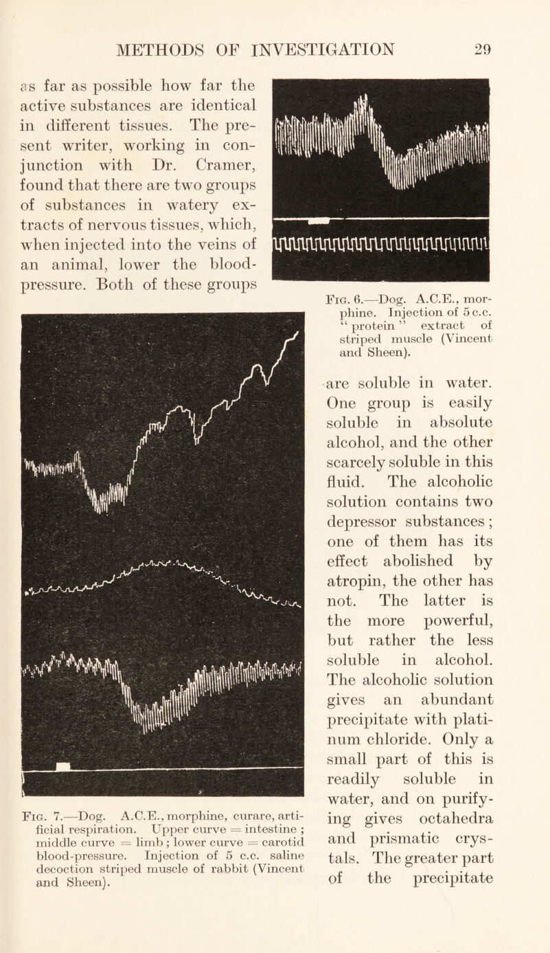 as far as possible how far the active substances are identical in different tissues. The pre¬ sent writer, working in con¬ junction with Dr. Cramer, found that there are two groups of substances in watery ex¬ tracts of nervous tissues, which, when injected into the veins of an animal, lower the blood- pressure. Both of these groups Fig. 7.—Dog. A.C.E., morphine, curare, arti¬ ficial respiration. Upper curve = intestine ; middle curve = limb ; lower curve = carotid blood-pressure. Injection of 5 c.c. saline decoction striped muscle of rabbit (Vincent and Sheen). Fig. 6.—Dog. A.C.E., mor¬ phine. Injection of 5 c.c. “ protein ” extract of striped muscle (Vincent and Sheen). are soluble in water. One group is easily soluble in absolute alcohol, and the other scarcely soluble in this fluid. The alcoholic solution contains two depressor substances; one of them has its effect abolished by atropin, the other has not. The latter is the more powerful, but rather the less soluble in alcohol. The alcoholic solution gives an abundant precipitate with plati¬ num chloride. Only a small part of this is readily soluble in water, and on purify¬ ing gives octahedra and prismatic crys¬ tals. The greater part of the precipitate