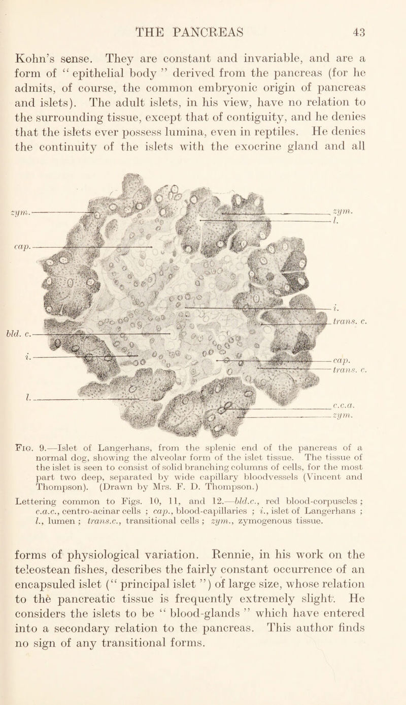 Kohn’s sense. They are constant and invariable, and are a form of ££ epithelial body ” derived from the pancreas (for he admits, of course, the common embryonic origin of pancreas and islets). The adult islets, in his view, have no relation to the surrounding tissue, except that of contiguity, and he denies that the islets ever possess lumina, even in reptiles. He denies the continuity of the islets with the exocrine gland and all Fig. 9.—Islet of Langerhans, from the splenic end of the pancreas of a normal dog, showing the alveolar form of the islet tissue. The tissue of the islet is seen to consist of solid branching columns of cells, for the most part two deep, separated by wide capillary bloodvessels (Vincent and Thompson). (Drawn by Mrs. F. D. Thompson.) Lettering common to Figs. 10, 11, and 12.—bld.c., red blood-corpuscles; c.a.c., centro-acinar cells ; cap., blood-capillaries ; i., islet of Langerhans ; l., lumen ; trans.c., transitional cells ; zym., zymogenous tissue. forms of physiological variation. Rennie, in his work on the teleostean fishes, describes the fairly constant occurrence of an encapsuled islet (££ principal islet ”) of large size, whose relation to the pancreatic tissue is frequently extremely slight. He considers the islets to be ££ blood-glands ” which have entered into a secondary relation to the pancreas. This author finds no sign of any transitional forms.