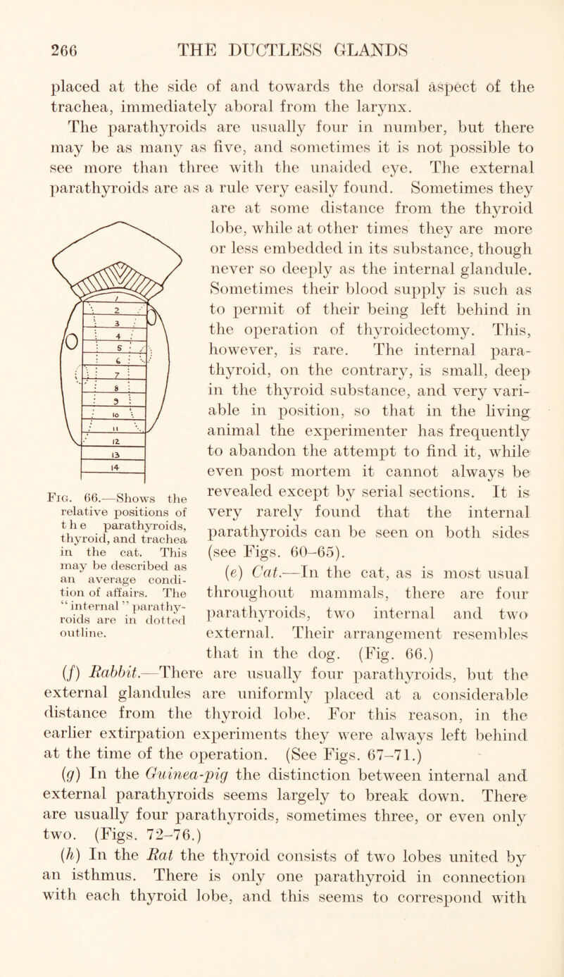 placed at the side of and towards the dorsal aspect of the trachea, immediately aboral from the larynx. The parathyroids are usually four in number, but there may be as many as five, and sometimes it is not possible to see more than three with the unaided eye. The external parathyroids are as a rule very easily found. Sometimes they are at some distance from the thyroid lobe, while at other times they are more or less embedded in its substance, though never so deeply as the internal glandule. Sometimes their blood supply is such as to permit of their being left behind in the operation of thyroidectomy. This, however, is rare. The internal para¬ thyroid, on the contrary, is small, deep in the thyroid substance, and very vari¬ able in position, so that in the living animal the experimenter has frequently to abandon the attempt to find it, while even post mortem it cannot always be revealed except by serial sections. It is very rarely found that the internal parathyroids can be seen on both sides (see Figs. 60-65). (e) Cat.—In the cat, as is most usual throughout mammals, there are four parathyroids, two internal and two external. Their arrangement resembles that in the dog. (Fig. 66.) (/) Rabbit.—There are usually four parathyroids, but the external glandules are uniformly placed at a considerable distance from the thyroid lobe. For this reason, in the relative positions of the parathyroids, thyroid, and trachea in the cat. This may be described as an average condi¬ tion of affairs. The “ internal ” parathy¬ roids are in dotted outline. earlier extirpation experiments they were always left behind at the time of the operation. (See Figs. 67-71.) (g) In the Guinea-pig the distinction between internal and external parathyroids seems largely to break down. There are usually four parathyroids, sometimes three, or even only two. (Figs. 72-76.) (h) In the Bat the thyroid consists of two lobes united by an isthmus. There is only one parathyroid in connection with each thyroid lobe, and this seems to correspond with