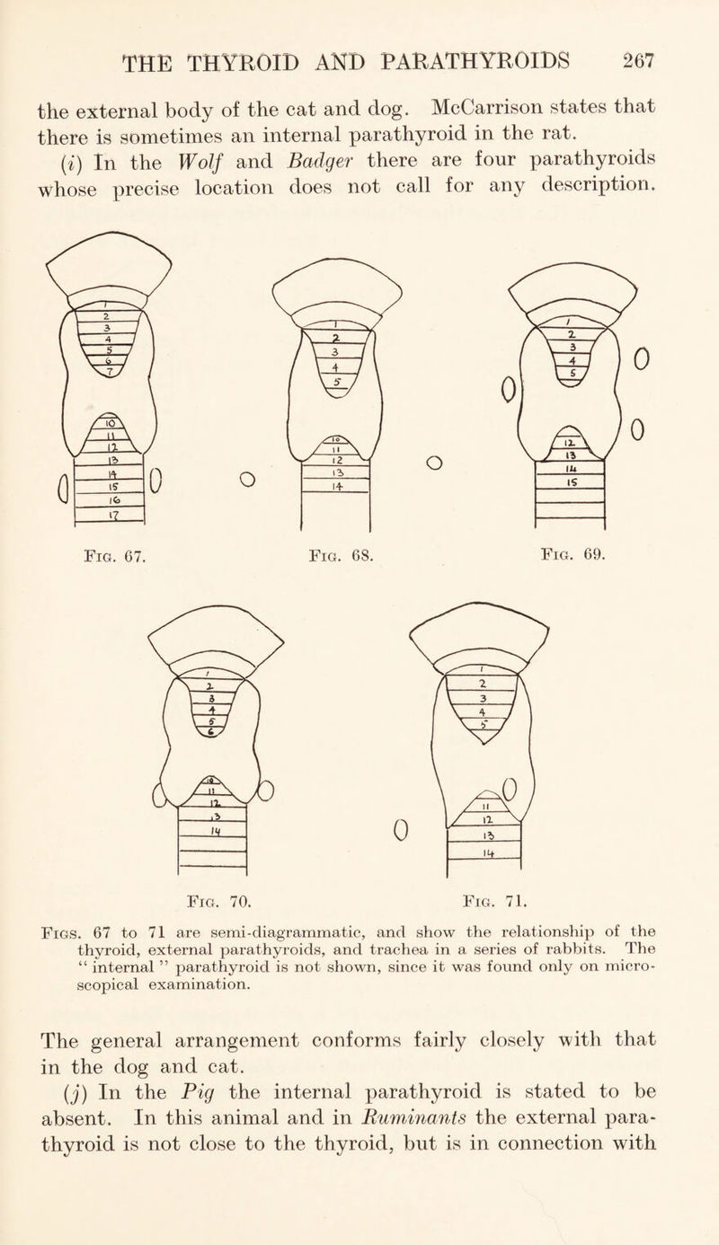 the external body of the cat and dog. McCarrison states that there is sometimes an internal parathyroid in the rat. (i) In the Wolf and Badger there are four parathyroids whose precise location does not call for any description. O Fig. 69. Figs. 67 to 71 are semi-diagrammatic, and show the relationship of the thyroid, external parathyroids, and trachea in a series of rabbits. The “ internal ” parathyroid is not shown, since it was found only on micro¬ scopical examination. The general arrangement conforms fairly closely with that in the dog and cat. (j) In the Pig the internal parathyroid is stated to be absent. In this animal and in Ruminants the external para¬ thyroid is not close to the thyroid, but is in connection with