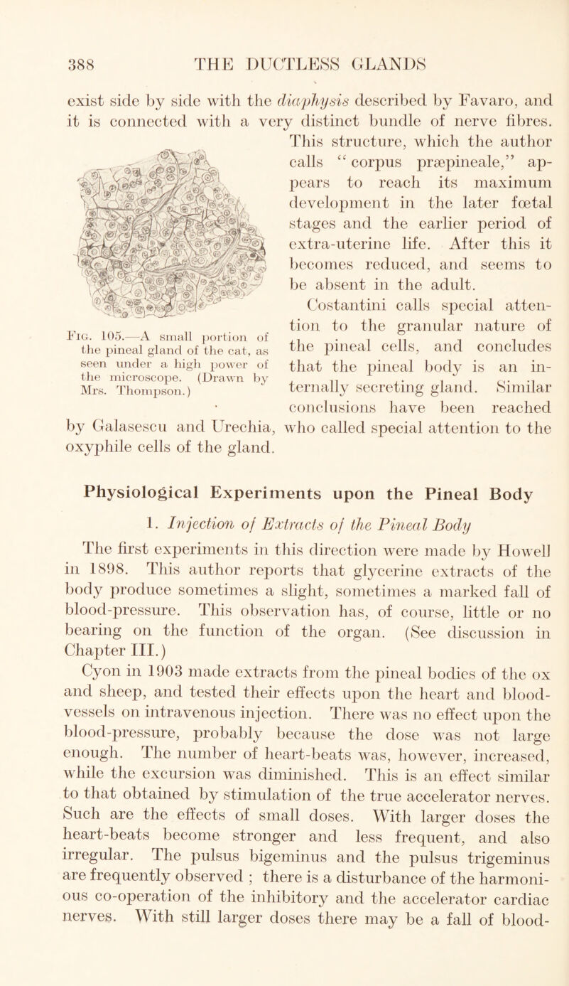 exist side by side with the diaphysis described by Favaro, and it is connected with a very distinct bundle of nerve fibres. This structure, which the author calls “ corpus prsepineale,” ap¬ pears to reach its maximum development in the later foetal stages and the earlier period of extra-uterine life. After this it becomes reduced, and seems to be absent in the adult. Costantini calls special atten¬ tion to the granular nature of the pineal cells, and concludes that the pineal body is an in¬ ternally secreting gland. Similar conclusions have been reached by Galasescu and Urechia, who called special attention to the oxyphile cells of the gland. Physiological Experiments upon the Pineal Body 1. Injection of Extracts of the Pineal Body The first experiments in this direction were made by Howell in 1898. This author reports that glycerine extracts of the body produce sometimes a slight, sometimes a marked fall of blood-pressure. This observation has, of course, little or no bearing on the function of the organ. (See discussion in Chapter III.) Cyon in 1903 made extracts from the pineal bodies of the ox and sheep, and tested their effects upon the heart and blood¬ vessels on intravenous injection. There was no effect upon the blood-pressure, probably because the dose was not large enough. The number of heart-beats was, however, increased, while the excursion was diminished. This is an effect similar to that obtained by stimulation of the true accelerator nerves. Such are the effects of small doses. With larger doses the heart-beats become stronger and less frequent, and also irregular. The pulsus bigeminus and the pulsus trigeminus are frequently observed ; there is a disturbance of the harmoni¬ ous co-operation of the inhibitory and the accelerator cardiac nerves. With still larger doses there may be a fall of blood- Fig. 105.—A small portion of the pineal gland of the cat, as seen under a high power of the microscope. (Drawn by Mrs. Thompson.)