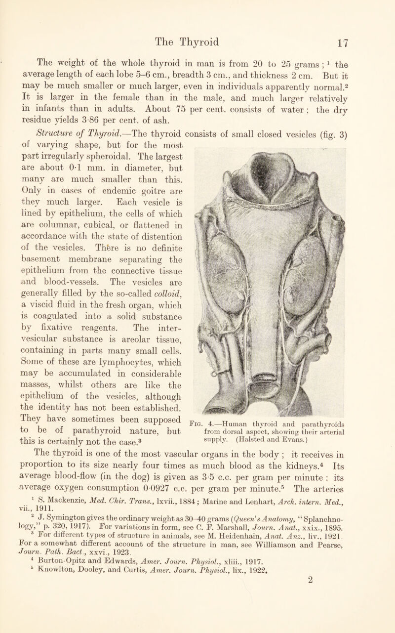 The weight of the whole thyroid in man is from 20 to 25 grams ; 1 the average length of each lobe 5-6 cm., breadth 3 cm., and thickness 2 cm. But it may be much smaller or much larger, even in individuals apparently normal.2 It is larger in the female than in the male, and much larger relatively in infants than in adults. About 75 per cent, consists of water ; the dry residue yields 3-86 per cent, of ash. Structure of Thyroid.—The thyroid consists of small closed vesicles (fig. 3) of varying shape, but for the most part irregularly spheroidal. The largest are about 0-1 mm. in diameter, but many are much smaller than this. Only in cases of endemic goitre are they much larger. Each vesicle is lined by epithelium, the cells of which are columnar, cubical, or flattened in accordance with the state of distention of the vesicles. Thhre is no definite basement membrane separating the epithelium from the connective tissue and blood-vessels. The vesicles are generally filled by the so-called colloid, a viscid fluid in the fresh organ, which is coagulated into a solid substance by fixative reagents. The inter- vesicular substance is areolar tissue, containing in parts many small cells. Some of these are lymphocytes, which may be accumulated in considerable masses, whilst others are like the epithelium of the vesicles, although the identity has not been established. They have sometimes been supposed to be of parathyroid nature, but this is certainly not the case.3 The thyroid is one of the most vascular organs in the body ; it receives in proportion to its size nearly four times as much blood as the kidneys.4 Its average blood-flow (in the dog) is given as 3-5 c.c. per gram per minute : its average oxygen consumption 0 0927 c.c. per gram per minute.5 The arteries Fig. 4.—Human thyroid and jiarathyroids from dorsal aspect, showing their arterial supply. (Halsted and Evans.) 1 S. Mackenzie, Med. Chir. Trans., lxvii., 1884; Marine and Lenhart, Arch, intern. Med., vii., 1911. 2 J. Symington gives the ordinary weight as 30-40 grams (Queen’s Anatomy, “ Splanchno¬ logy*” P- 320, 1917). For variations in form, see C. F. Marshall, Journ. Anat., xxix., 1895. 3 For different types of structure in animals, see M. Heidenhain, Anat. Anz., liv., 1921. For a somewhat different account of the structure in man, see Williamson and Pearse, Journ. Path. Bad., xxvi., 1923. 4 Burton-Opitz and Edwards, Amer. Journ. Physiol., xliii., 1917. 5 Knowlton, Dooley, and Curtis, Amer. Journ. Physiol., lix., 1922. 2