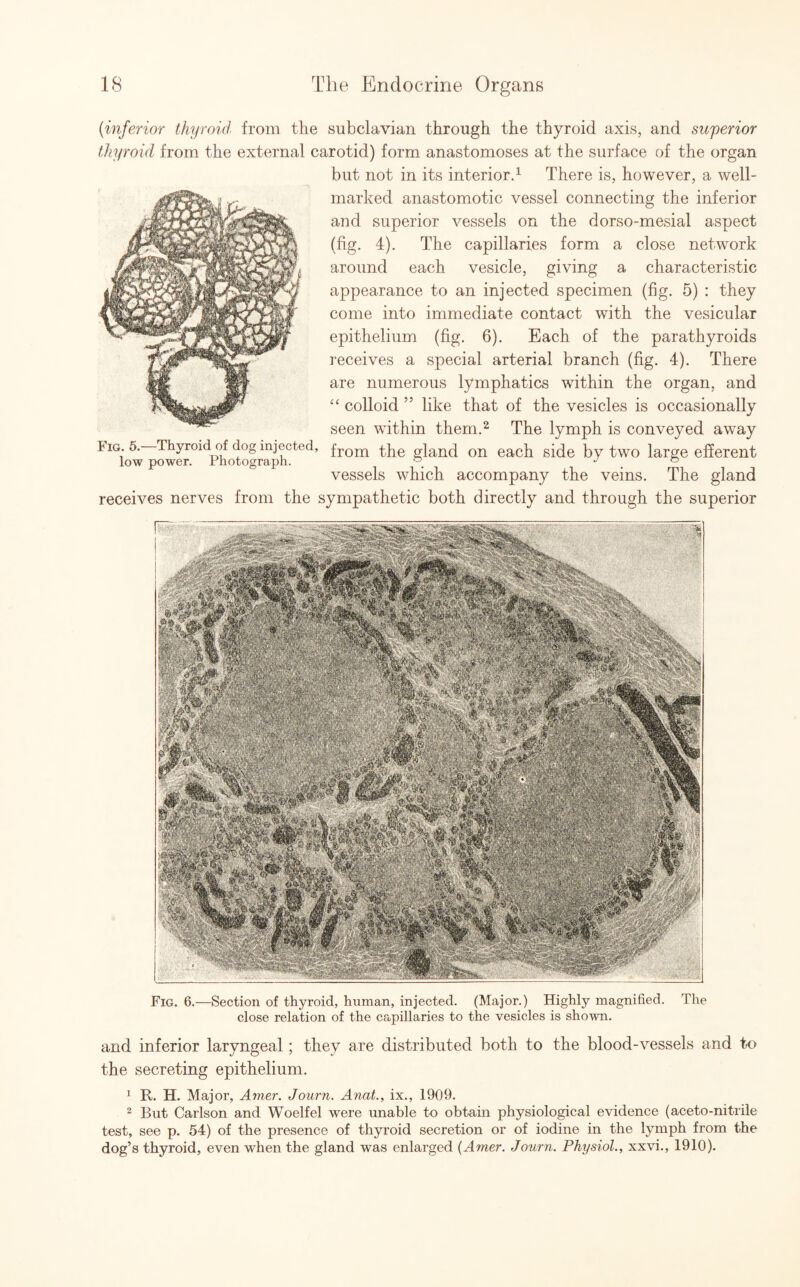 (inferior thyroid, from the subclavian through the thyroid axis, and superior thyroid, from the external carotid) form anastomoses at the surface of the organ but not in its interior.1 There is, however, a well- marked anastomotic vessel connecting the inferior and superior vessels on the dorso-mesial aspect (fig. 4). The capillaries form a close network around each vesicle, giving a characteristic appearance to an injected specimen (fig. 5) : they come into immediate contact with the vesicular epithelium (fig. 6). Each of the parathyroids receives a special arterial branch (fig. 4). There are numerous lymphatics within the organ, and “ colloid ” like that of the vesicles is occasionally seen within them.2 The lymph is conveyed away Jig. 5. Thyroid of dog injected, from the gland on each side by two large efferent vessels which accompany the veins. The gland receives nerves from the sympathetic both directly and through the superior Fig. 6.—Section of thyroid, human, injected. (Major.) Highly magnified. The close relation of the capillaries to the vesicles is shown. and inferior laryngeal ; they are distributed both to the blood-vessels and to the secreting epithelium. 1 R. H. Major, Amer. Journ. Anat,, ix., 1909. 2 But Carlson and Woelfel were unable to obtain physiological evidence (aceto-nitrile test, see p. 54) of the presence of thyroid secretion or of iodine in the lymph from the dog’s thyroid, even when the gland was enlarged (Amer. Journ. Physiol., xxvi., 1910).