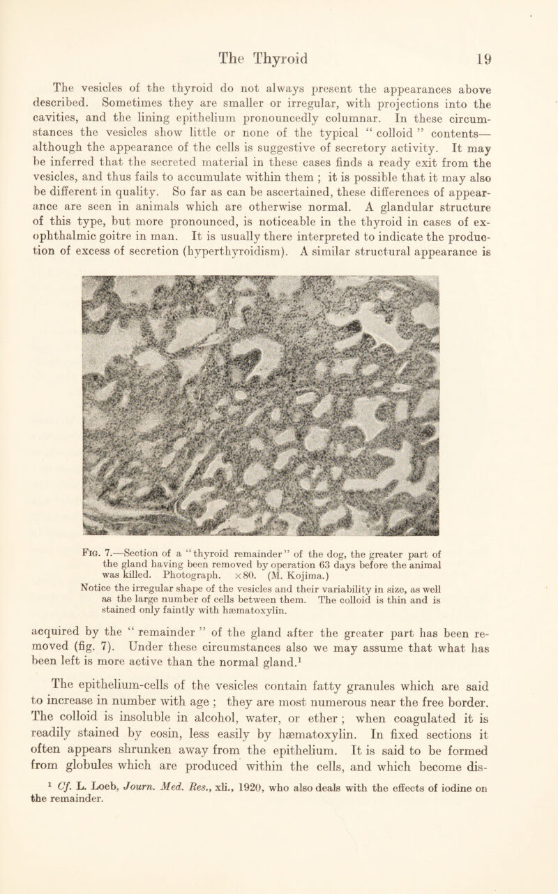 The vesicles oi the thyroid do not always present the appearances above described. Sometimes they are smaller or irregular, with projections into the cavities, and the lining epithelium pronouncedly columnar. In these circum¬ stances the vesicles show little or none of the typical “ colloid ” contents— although the appearance of the cells is suggestive of secretory activity. It may be inferred that the secreted material in these cases finds a ready exit from the vesicles, and thus fails to accumulate within them ; it is possible that it may also be different in quality. So far as can be ascertained, these differences of appear¬ ance are seen in animals which are otherwise normal. A glandular structure of this type, but more pronounced, is noticeable in the thyroid in cases of ex¬ ophthalmic goitre in man. It is usually there interpreted to indicate the produc¬ tion of excess of secretion (hyperthyroidism). A similar structural appearance is Fig. 7.—Section of a “thyroid remainder” of the dog, the greater part of the gland having been removed by operation 63 days before the animal was killed. Photograph. x80. (M. Kojima.) Notice the irregular shape of the vesicles and their variability in size, as well as the large number of cells between them. The colloid is thin and is stained only faintly with hsematoxylin. acquired by the “ remainder ’ of the gland after the greater part has been re¬ moved (fig. 7). Under these circumstances also we may assume that what has been left is more active than the normal gland.1 The epithelium-cells of the vesicles contain fatty granules which are said to increase in number with age ; they are most numerous near the free border. The colloid is insoluble in alcohol, water, or ether ; when coagulated it is readily stained by eosin, less easily by hsematoxylin. In fixed sections it often appears shrunken away from the epithelium. It is said to be formed from globules which are produced within the cells, and which become dis- 1 £■/. h. Loeb, Journ. Med. Res., xli., 1920, who also deals with the effects of iodine on the remainder.