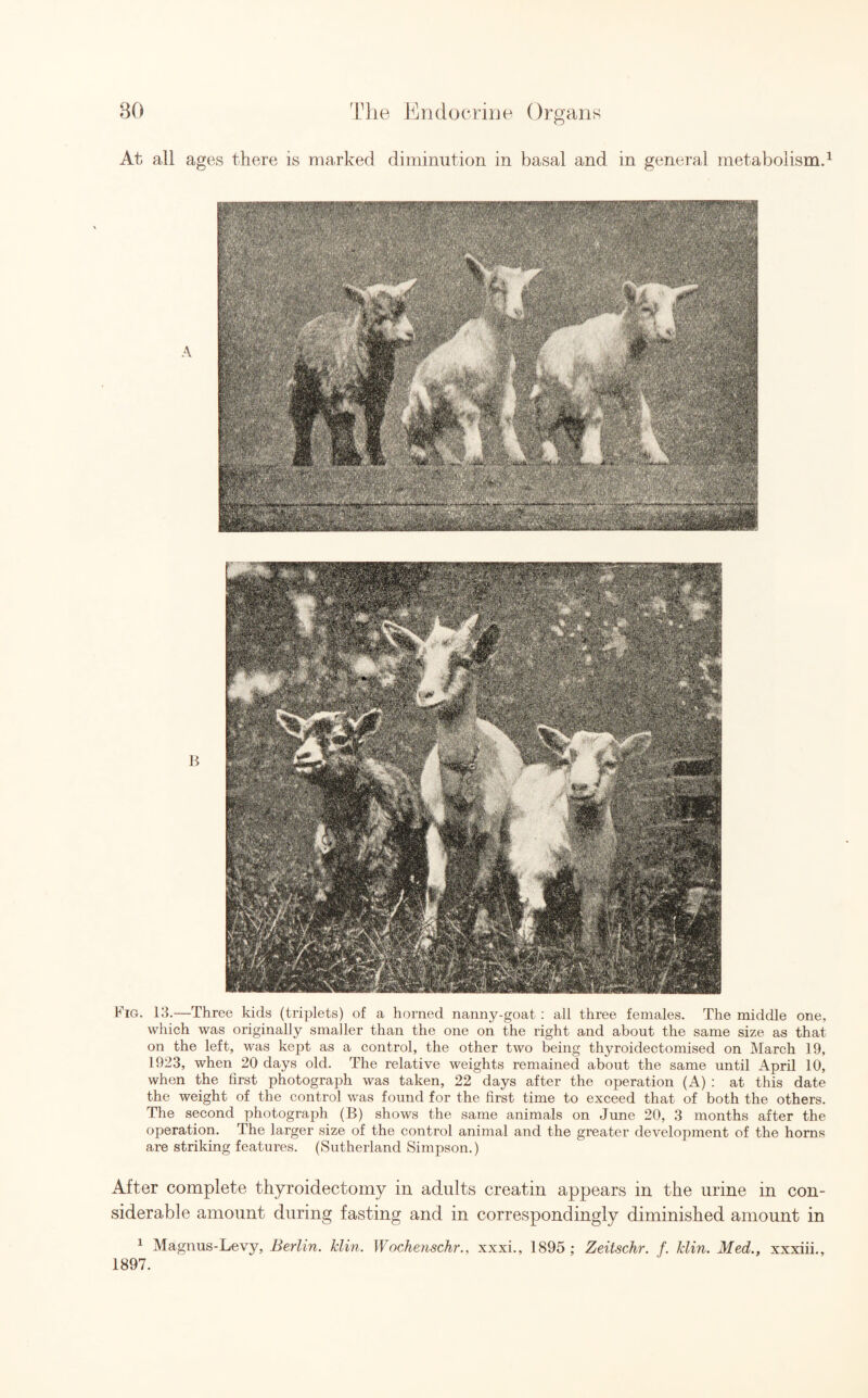 At all ages there is marked diminution in basal and in general metabolism.1 Fig. 13.—Three kids (triplets) of a horned nanny-goat: all three females. The middle one, which was originally smaller than the one on the right and about the same size as that on the left, was kej)t as a control, the other two being thyroidectomised on March 19, 1923, when 20 days old. The relative weights remained about the same until April 10, when the first photograph was taken, 22 days after the operation (A) : at this date the weight of the control was found for the first time to exceed that of both the others. The second photograph (B) shows the same animals on June 20, 3 months after the operation. The larger size of the control animal and the greater development of the horns are striking features. (Sutherland Simpson.) After complete thyroidectomy in adults creatin appears in the urine in con¬ siderable amount during fasting and in correspondingly diminished amount in 1 Magnus-Levy, Berlin, klin. Wochenschr., xxxi., 1895; Zeitschr. f. klin. Med., xxxiii., 1897.