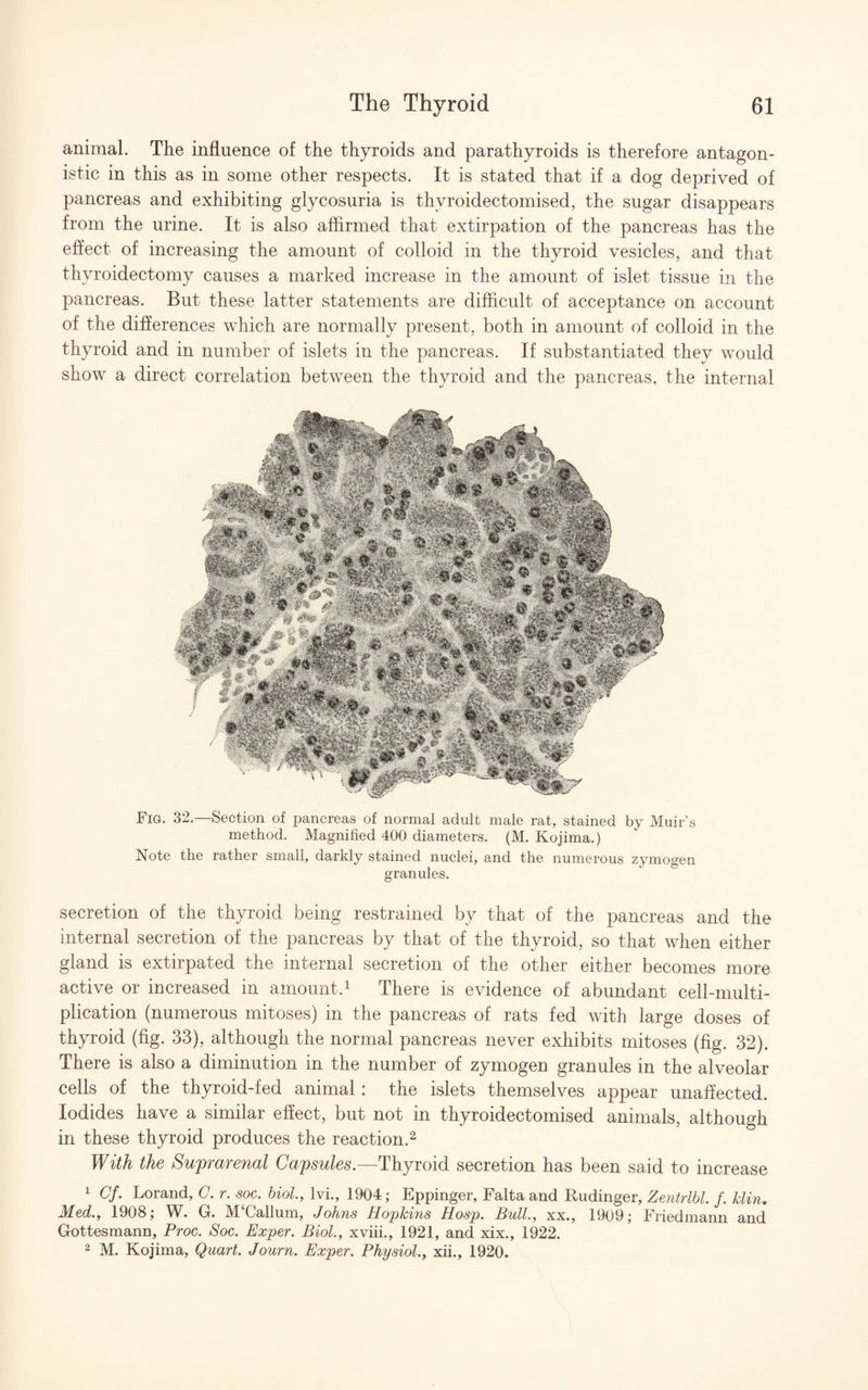 animal. The influence of the thyroids and parathyroids is therefore antagon¬ istic in this as in some other respects. It is stated that if a dog deprived of pancreas and exhibiting glycosuria is thvroidectomised, the sugar disappears from the urine. It is also affirmed that extirpation of the pancreas has the effect of increasing the amount of colloid in the thyroid vesicles, and that thyroidectomy causes a marked increase in the amount of islet tissue in the pancreas. But these latter statements are difficult of acceptance on account of the differences which are normally present, both in amount of colloid in the thyroid and in number of islets in the pancreas. If substantiated they would show a direct correlation between the thyroid and the pancreas, the internal Fig. 32.—Section of pancreas of normal adult male rat, stained by Muir's method. Magnified 400 diameters. (M. Kojima.) Note the rather small, darkly stained nuclei, and the numerous zymogen granules. secretion of the thyroid being restrained by that of the pancreas and the internal secretion of the pancreas by that of the thyroid, so that when either gland is extirpated the internal secretion of the other either becomes more active or increased in amount.1 There is evidence of abundant cell-multi¬ plication (numerous mitoses) in the pancreas of rats fed with large doses of thyroid (fig. 33), although the normal pancreas never exhibits mitoses (fig. 32). There is also a diminution in the number of zymogen granules in the alveolar cells of the thyroid-fed animal : the islets themselves appear unaffected. Iodides have a similar effect, but not in thyroidectomised animals, although in these thyroid produces the reaction.2 With the Suprarenal Capsules.—Thyroid secretion has been said to increase 1 Cf. Lorand, C. r. soc. hiol., lvi., 1904; Eppinger, Falta and Rudinger, Zentrlbl. f. klin. Med., 1908; W. G. M‘Callum, Johns Hopkins Hosp. Bull., xx., 1909; Friedmann and Gottesmann, Proc. Soc. Exper. Biol., xviii., 1921, and xix., 1922. 2 M. Kojima, Quart. Journ. Exper. Physiol., xii., 1920.