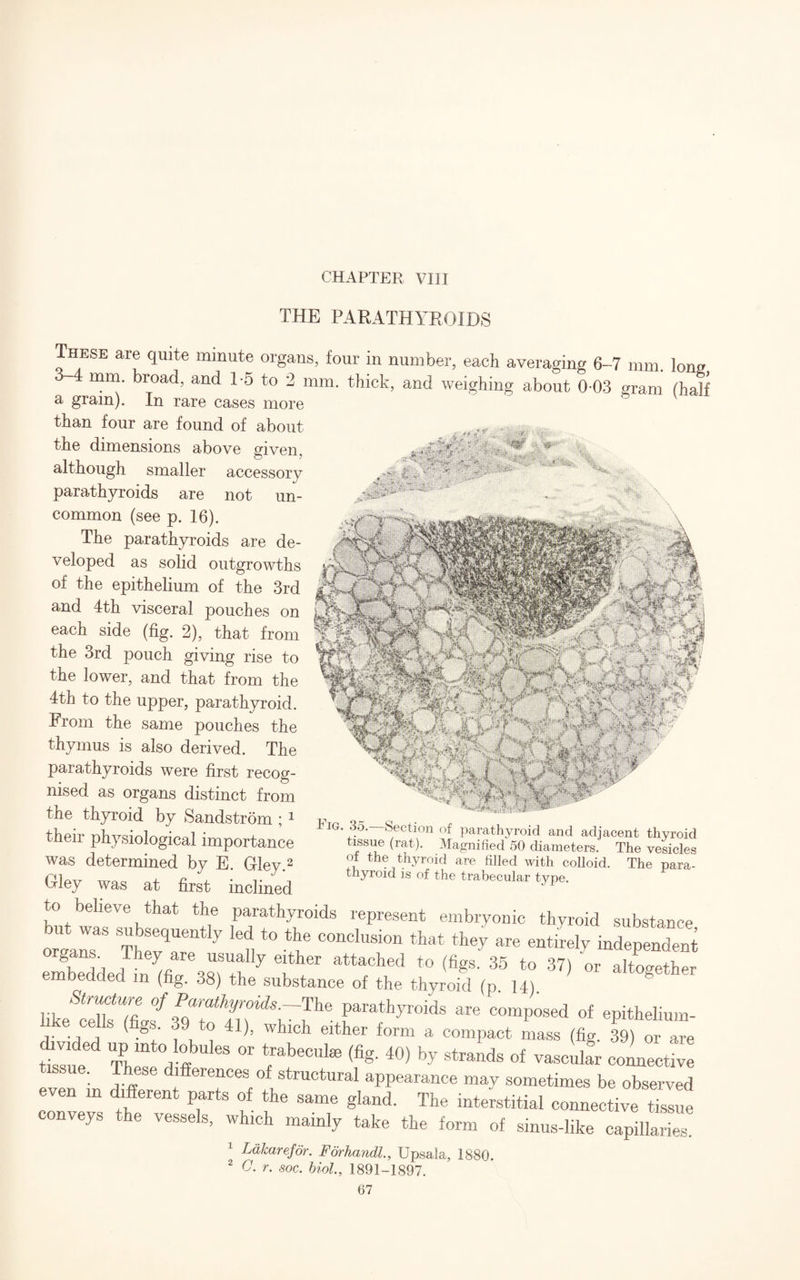 CHAPTER VIII THE PARATHYROIDS These are quite minute organs, four in number, each averaging 6-7 mm. long mm. broad, and 1*5 to 2 mm. thick, and weighing about 0-03 gram (half a gram). In rare cases more than four are found of about the dimensions above given, although smaller accessory parathyroids are not un¬ common (see p. 16). The parathyroids are de¬ veloped as solid outgrowths of the epithelium of the 3rd and 4th visceral pouches on each side (fig. 2), that from the 3rd pouch giving rise to the lower, and that from the 4th to the upper, parathyroid. From the same pouches the thymus is also derived. The parathyroids were first recog¬ nised as organs distinct from the thyroid by Sandstrom ; 1 2 F|P ^ ttipir 1 • , IGV. Section of parathyroid and adjacent thvroid ttieil ph} Biological importance tissue (rat). Magnified 50 diameters The vesicles was determined bv E Glev 2 of the thyroid are filled with colloid. The para- Gley was at first inclined «is of the trabecular typ. to believe that the parathyroids represent embryonic thyroid substance IT i”T% “ * S* ** . entkely h b 1 V USUally either attached t0 (figs. 35 to 37) or altogether embedded m (fig. 38) the substance of the thyroid (p 14) 8 hkeTelifllf Prathyr°ids are comP°sed of epithelium- e cells (figs. 39 to 41), which either form a. compact mass (fig. 39) or are ttsue The 3 ? °r YbeCUl£e (%- 40) by Strands 0f vascalar connective . se differences of structural appearance may sometimes be observed even in different parts of the same gland. The interstitial connective tissue conveys the vessels, which mainly take the form of sinus-like capillaries. 1 Lakarefor. Forhandl., Upsala, 1880. 2 C. r. soc. biol., 1891-1897.