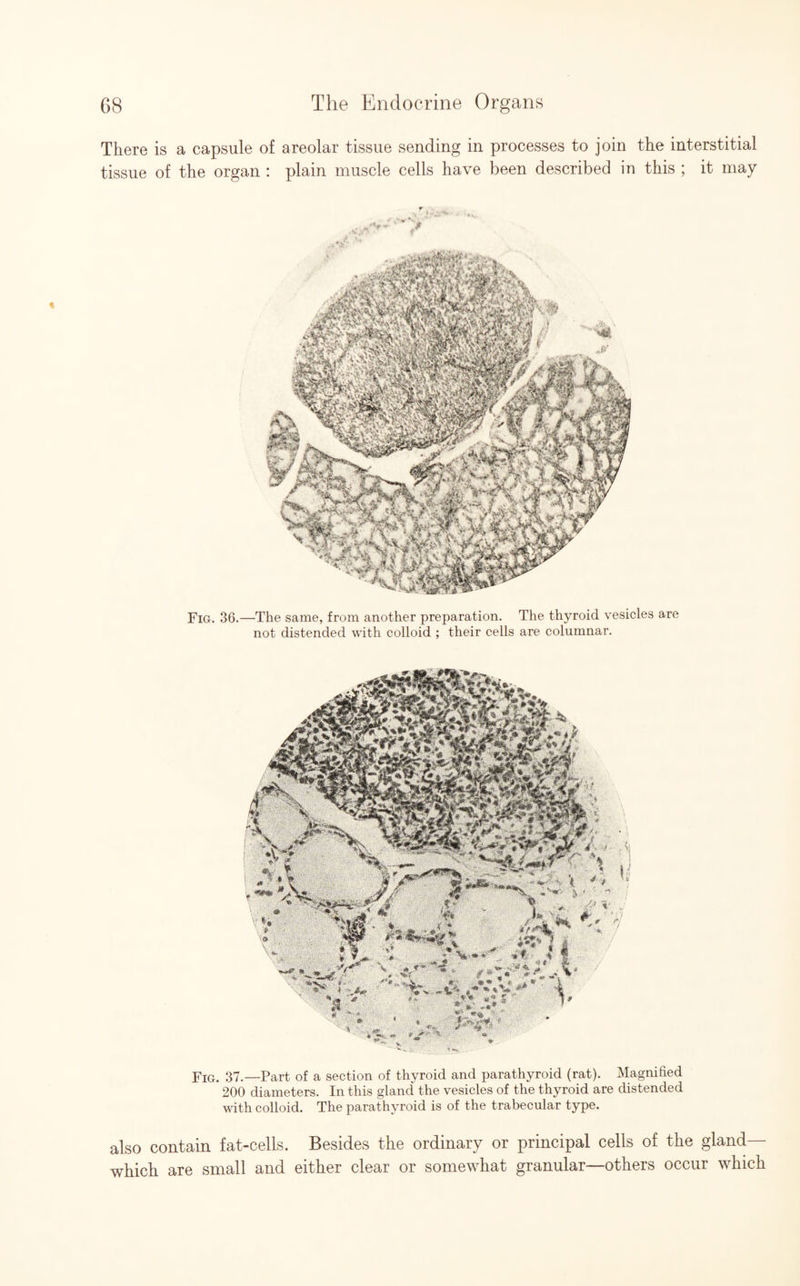 There is a capsule of areolar tissue sending in processes to join the interstitial tissue of the organ : plain muscle cells have been described in this ; it may Fig. 36.—The same, from another preparation. The thyroid vesicles are not distended with colloid ; their cells are columnar. Fig. 37.—Part of a section of thyroid and parathyroid (rat). Magnified 200 diameters. In this gland the vesicles of the thyroid are distended with colloid. The parathyroid is of the trabecular type. also contain fat-cells. Besides the ordinary or principal cells of the gland— which are small and either clear or somewhat granular—others occur which