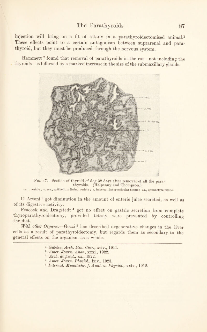 injection will bring on a fit of tetany in a parathyroidectomised animal.1 These effects point to a certain antagonism between suprarenal and para¬ thyroid, but they must be produced through the nervous system. Hammett 2 found that removal of parathyroids in the rat—not including the thyroids—is followed by a marked increase in the size of the submaxillary glands. Fig. 47.—Section of thyroid of dog 32 days after removal of all the para¬ thyroids. (Halpenny and Thompson.) ves., vesicle ; e. ves., epithelium lining vesicle ; e. interves., intervesicular tissue ; c.t., connective tissue. C. Artoni 3 got diminution in the amount of enteric juice secreted, as well as of its digestive activity. Peacock and Dragstedt 4 5 got no effect on gastric secretion from complete thyroparathyroidectomy, provided tetany were prevented by controlling the diet. With other Organs.—Gozzi 0 has described degenerative changes in the liver cells as a result of parathyroidectomy, but regards them as secondary to the general effects on the organism as a whole. 1 Guleke, Arch. klin. Chir., xciv., 1911. 2 Amer. Journ. Anat., xxxi., 1922. 3 Arch, difisiol., xx., 1922. 4 Amer. Journ. Physiol., lxiv., 1923. 5 Intemat. Monatschr. f. Anat. u. Physiol., xxix., 1912.