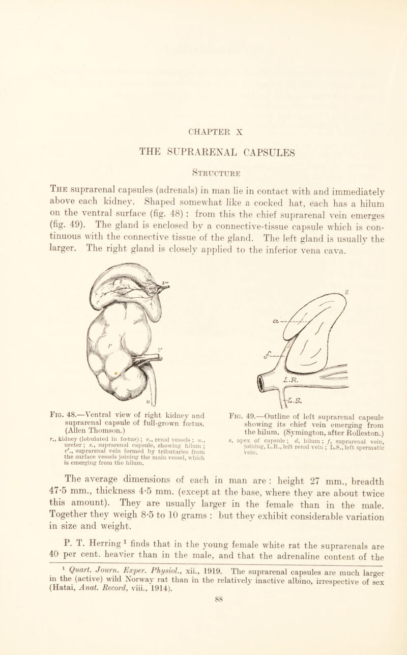 CHAPTER X THE SUPRARENAL CAPSULES Structure The suprarenal capsules (adrenals) in man lie in contact with and immediately above each kidney. Shaped somewhat like a cocked hat, each has a hilum on the ventral surface (fig. 48) : from this the chief suprarenal vein emerges (fig. 49). The gland is enclosed by a connective-tissue capsule which is con¬ tinuous with the connective tissue of the gland. The left gland is usually the larger. The right gland is closely applied to the inferior vena cava. Fig. 48.—Ventral view of right kidney and suprarenal capsule of full-grown foetus. (Allen Thomson.) r., kidney (lobulated in foetus) ; v., renal vessels ; v., ureter ; s., suprarenal capsule, showing hilum ; v'., suprarenal vein formed by tributaries from the surface vessels joining the main vessel, which is emerging from the hilum. Fig. 49.—Outline of left suprarenal capsule showing its chief vein emerging from the hilum. (Symington, after Rolleston.) s, apex of capsule; d, hilum; /, suprarenal vein, joining, L.R., left renal vein ; L.S., left spermatic vein. The average dimensions of each in man are : height 27 mm., breadth 47*5 mm., thickness 4-5 mm. (except at the base, where they are about twice this amount). They are usually larger in the female than in the male. Together they weigh 8-5 to 10 grams : but they exhibit considerable variation in size and weight. P. T. Herring 1 finds that in the young female white rat the suprarenals are 40 per cent, heavier than in the male, and that the adrenaline content of the 1 Quart. Journ. Exper. Physiol., xii., 1919. The suprarenal capsules are much larger in the (active) wild Norway rat than in the relatively inactive albino, irrespective of sex (Hatai, Anat. Record, viii., 1914).