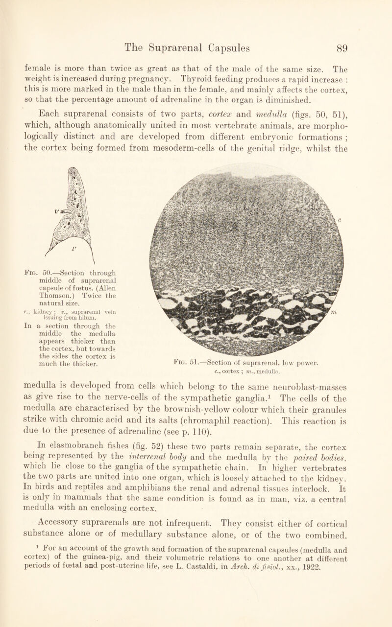 female is more than twice as great as that of the male of the same size. The weight is increased during pregnancy. Thyroid feeding produces a rapid increase : this is more marked in the male than in the female, and mainly affects the cortex, so that the percentage amount of adrenaline in the organ is diminished. Each suprarenal consists of two parts, cortex and medulla (figs. 50, 51), which, although anatomically united in most vertebrate animals, are morpho¬ logically distinct and are developed from different embryonic formations ; the cortex being formed from mesoderm-cells of the genital ridge, whilst the Fig. 50.—Section through middle of suprarenal capsule of foetus. (Allen Thomson.) Twice the natural size. r., kidney; v., suprarenal vein issuing from hilum. In a section through the middle the medulla appears thicker than the cortex, but towards the sides the cortex is much the thicker. Fig. 51.—Section of suprarenal, low power. c., cortex ; m., medulla. medulla is developed from cells which belong to the same neuroblast-masses as give rise to the nerve-cells of the sympathetic ganglia.1 The cells of the medulla are characterised by the brownish-yellow colour which their granules strike with chromic acid and its salts (chromaphil reaction). This reaction is due to the presence of adrenaline (see p. 110). In elasmobranch fishes (fig. 52) these two parts remain separate, the cortex being represented by the interrenal body and the medulla by the paired bodies, which lie close to the ganglia of the sympathetic chain. In higher vertebrates the two parts are united into one organ, which is loosely attached to the kidney. In birds and reptiles and amphibians the renal and adrenal tissues interlock, it is only in mammals that the same condition is found as in man, viz. a central medulla with an enclosing cortex. Accessory suprarenals are not infrequent. They consist either of cortical substance alone or of medullary substance alone, or of the two combined. 1 For an account of the growth and formation of the suprarenal capsules (medulla and cortex) of the guinea-pig, and their volumetric relations to one another at different periods of foetal and post-uterine life, see L. Castaldi, in Arch, di fisiol., xx., 1922.