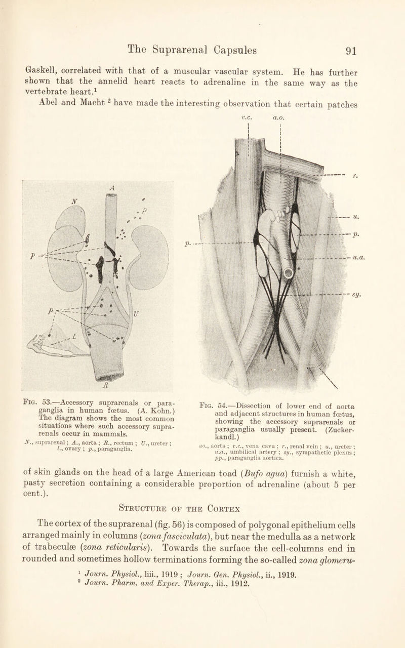 Gr&skcll, correlated with, that of a muscular vascular system. He has further shown that the annelid heart reacts to adrenaline in the same way as the vertebrate heart.1 Abel and Macht 2 have made the interesting observation that certain patches A Fig. 53.—Accessory suprarenals or para¬ ganglia in human foetus. (A. Kohn.) The diagram shows the most common situations where such accessory supra¬ renals occur in mammals. JV., suprarenal; A., aorta ; R., rectum ; U., ureter ; /., ovary ; p., paraganglia. v.c. a.o. Fig. 54.—Dissection of lower end of aorta and adjacent structures in human foetus, showing the accessory suprarenals or paraganglia usually present. (Zucker- kandl.) ao., aorta ; v.c., vena cava ; r., renal vein ; u., ureter ; u.a., umbilical artery ; sy., sympathetic plexus ; pp., paraganglia aortica. of skin glands on the head of a large American toad (Bufo agua) furnish a white, pasty secretion containing a considerable proportion of adrenaline (about 5 per cent.). Structure of the Cortex The cortex of the suprarenal (fig. 56) is composed of polygonal epithelium cells arranged mainly in columns (zona fasciculata), but near the medulla as a network of trabeculae (zona reticularis). Towards the surface the cell-columns end in rounded and sometimes hollow terminations forming the so-called zona glomeru- 1 Journ. Physiol., liii., 1919 ; Journ. Gen. Physiol., ii., 1919. 2 Journ. Pharm. and Exper. Therap., iii., 1912.