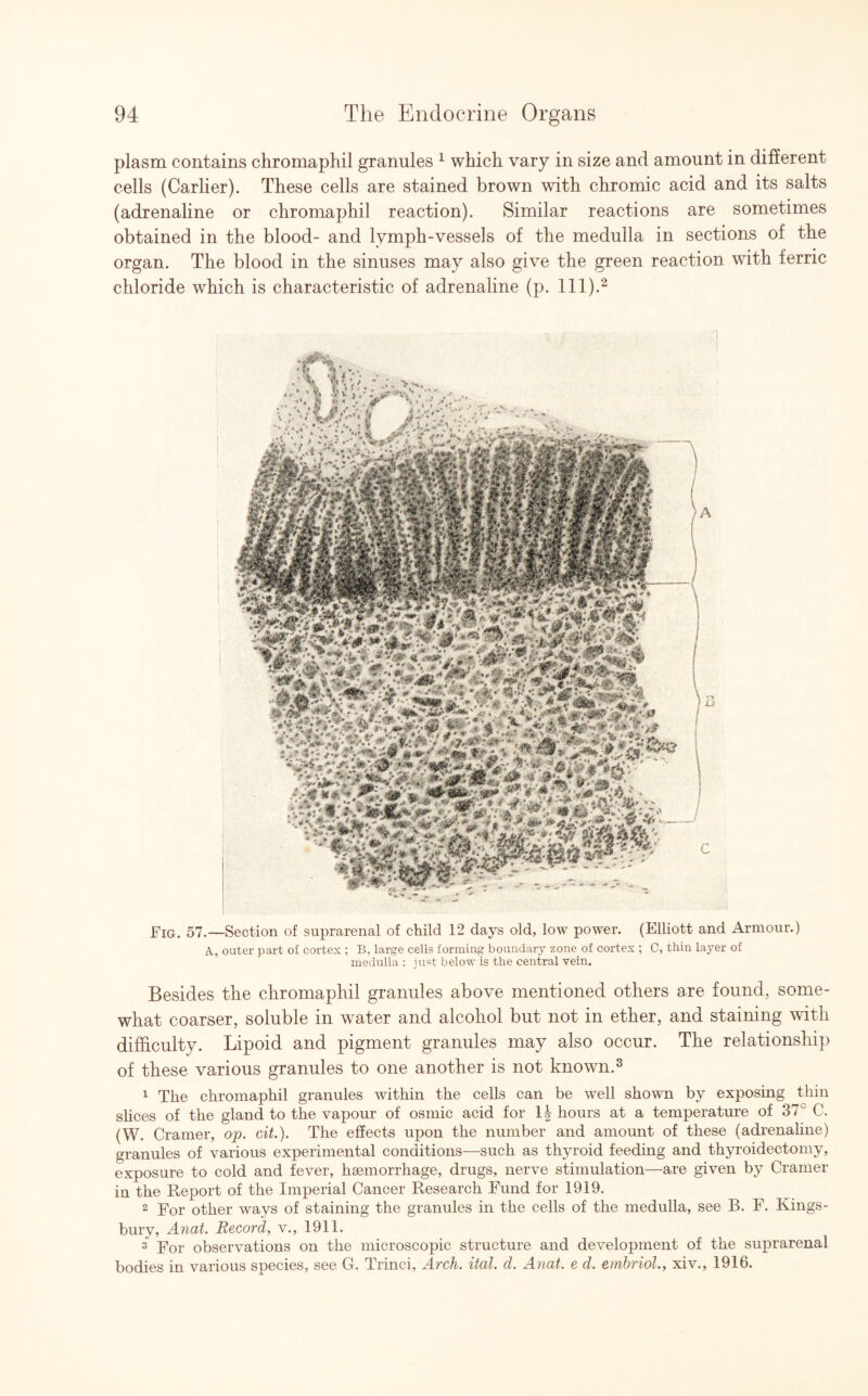 plasm contains chromaphil granules 1 which, vary in size and amount in different cells (Carlier). These cells are stained brown with chromic acid and its salts (adrenaline or chromaphil reaction). Similar reactions are sometimes obtained in the blood- and lymph-vessels of the medulla in sections of the organ. The blood in the sinuses may also give the green reaction with ferric chloride which is characteristic of adrenaline (p. 111).2 Fig. 57.—Section of suprarenal of child 12 days old, low power. (Elliott and Armour.) A., outer part of cortex : B, large cells forming boundary zone of cortex ; C, thin layer of medulla : just below is the central vein. Besides the chromaphil granules above mentioned others are found, some¬ what coarser, soluble in water and alcohol but not in ether, and staining with difficulty. Lipoid and pigment granules may also occur. The relationship of these various granules to one another is not known.3 1 The chromaphil granules within the cells can be well shown by exposing thin slices of the gland to the vapour of osmic acid for 1^ hours at a temperature of 37 C. (W. Cramer, op. cit.). The effects upon the number and amount of these (adrenaline) granules of various experimental conditions—such as thyroid feeding and thyroidectomy, exposure to cold and fever, haemorrhage, drugs, nerve stimulation—are given by Cramer in the Report of the Imperial Cancer Research Fund for 1919. 2 For other ways of staining the granules in the cells of the medulla, see B. F. Kings¬ bury, Anat. Record, v., 1911. 3 For observations on the microscopic structure and development of the suprarenal bodies in various species, see G. Trinci, Arch. ital. d. Anat. e d. embriolxiv., 1916.