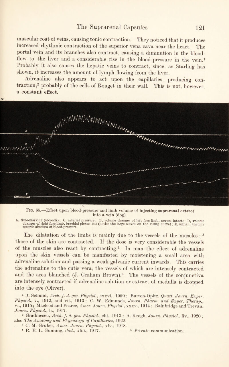 muscular coat of veins, causing tonic contraction. They noticed that it produces increased rhythmic contraction of the superior vena cava near the heart. The portal vein and its branches also contract, causing a diminution in the blood- flow to the liver and a considerable rise in the blood-pressure in the vein.1 Probably it also causes the hepatic veins to contract, since, as Starling has shown, it increases the amount of lymph flowing from the liver. Adrenaline also appears to act upon the capillaries, producing con¬ traction,2 probably of the cells of Rouget in their wall. This is not, however, a constant effect. A, time-marking (seconds); C, arterial pressure ; B, volume changes of left fore limb, nerves intact: D, volume changes of right fore limb, brachial plexus cut (notice the large waves on the rising curve); E, signal; the line records abscissa of blood-pressure. The dilatation of the limbs is mainly due to the vessels of the muscles : 3 those of the skin are contracted. If the dose is very considerable the vessels of the muscles also react by contracting.4 In man the effect of adrenaline upon the skin vessels can be manifested by moistening a small area with adrenaline solution and passing a weak galvanic current inwards. This carries the adrenaline to the cutis vera, the vessels of which are intensely contracted and the area blanched (J. Graham Brown).5 The vessels of the conjunctiva are intensely contracted if adrenaline solution or extract of medulla is dropped into the eye (Oliver). 1 J. Schmid, Arch. j. d. ges. Physiol., cxxvi., 1909 ; Burton-Opitz, Quart. Journ. Exper. Physiol., v., 1912, and vii., 1913 ; C. W. Edmunds, Journ. Pharm. and Exper. Therap., vi., 1915 ; Macleod and Pearce, Am.er. Journ. Physiol., xxxv., 1914 ; Bainbridge and Trevan, Journ. Physiol., li., 1917. 2 Gradinescu, Arch. f. d. ges. Physiol., clii., 1913 ; A. Krogh, Journ. Physiol,, liv., 1920 ; also The Anatomy and Physiology of Capillaries, 1922. 3 C. M. Gruber, Amer. Journ, Physiol., xlv., 1918. 1 R. E. L. Gunning, ibid., xliii., 1917. 5 Private communication.