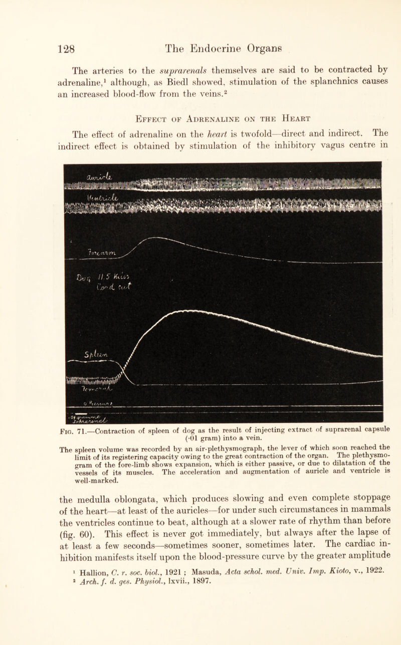The arteries to the suprarenals themselves are said to be contracted by adrenaline,1 although, as Biedl showed, stimulation of the splanchnics causes an increased blood-flow from the veins.2 Effect of Adrenaline on the Heart The effect of adrenaline on the heart is twofold—direct and indirect. The indirect effect is obtained by stimulation of the inhibitory vagus centre in Fro. 71.—Contraction of spleen of dog as the result of injecting extract of suprarenal capsule (•01 gram) into a vein. The spleen volume was recorded by an air-plethysmograph, the lever of which soon reached the limit of its registering capacity owing to the great contraction of the organ. The plethysmo- gram of the fore-limb shows expansion, which is either passive, or due to dilatation of the vessels of its muscles. The acceleration and augmentation of auricle and ventricle is well-marked. the medulla oblongata, which produces slowing and even complete stoppage of the heart—at least of the auricles—for under such circumstances in mammals the ventricles continue to beat, although at a slower rate of rhythm than before (fig. 60). This effect is never got immediately, but always after the lapse of at least a few seconds—sometimes sooner, sometimes later. The cardiac in¬ hibition manifests itself upon the blood-pressure curve by the greater amplitude 1 Hallion, C. r. soc. biol., 1921 ; Masuda, Acta schol. med. Univ. Imp. Kioto, v., 1922. 2 Arch. f. d. ges. Physiol., lxvii., 1897.