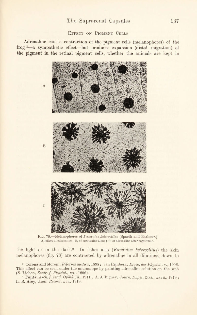 Effect on Pigment Cells Adrenaline causes contraction of the pigment cells (melanophores) of the frog 1—a sympathetic effect—but produces expansion (distal migration) of the pigment in the retinal pigment cells, whether the animals are kept in A B Fig. 78.—Melanophores of Fundulus heteroclitus (Spaeth and Barbour.) A, effect of adrenaline ; B, of ergotoxine alone ; C, of adrenaline after ergotoxine. the light or in the dark.2 In fishes also (Fundulus heteroclitus) the skin melanophores (fig. 78) are contracted by adrenaline in all dilutions, down to 1 Corona and Moroni, Biforma medica, 1898 ; van Rijnberk, Ergeb. der Physiol., v., 1906. This effect can be seen under the microscope by painting adrenaline solution on the web (S. Lieben, Zentr. f. Physiol., xx., 1906). 2 Fujita, Arch. f. vergl. Ophth., ii., 1911 ; A. J. Bigney, Journ. Exper. Zool., xxvii., 1919 ; L. B. Arey, Anal. Record, xvi., 1919.
