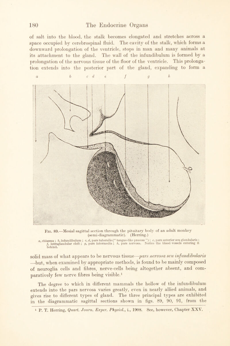 of salt into the blood, the stalk becomes elongated and stretches across a space occupied by cerebrospinal fluid. The cavity of the stalk, which forms a downward prolongation of the ventricle, stops in man and many animals at its attachment to the gland. The wall of the infundibulum is formed by a prolongation of the nervous tissue of the floor of the ventricle. This prolonga¬ tion extends into the posterior part of the gland, expanding to form a a b c de f g h Fig. 89.—Mesial sagittal section through the pituitary body of an adult monkey (semi-diagrammatic). (Herring.) a, chiasma ; h, infundibulum ; c, d, pars tuberalis (“ tongue-like process ”) ; r, pars anterior seu glandularis ; f, intraglandular cleft; g, pars intermedia ; It, pars nervosa. Notice the blood-vessels entering it behind. solid mass of what appears to be nervous tissue—pars nervosa seu infundihularis —-but, when examined by appropriate methods, is found to be mainly composed of neuroglia cells and fibres, nerve-cells being altogether absent, and com¬ paratively few nerve fibres being visible.^ The degree to which in different mammals the hollow of the infundibulum extends into the pars nervosa varies greatly, even in nearly allied animals, and gives rise to different types of gland. The three principal types are exhibited in the diagrammatic sagittal sections shown in figs. 89, 90, 91, from the 1 P. T. Herring, Quart. Joiirn. Exper. Physiol., i., 1908. See, however, Chapter XXV.