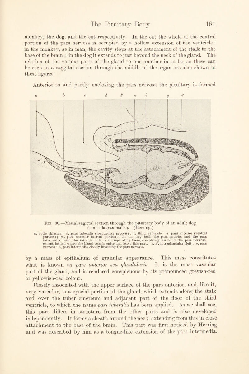 monkey, the dog, and the cat respectively. In the cat the whole of the central portion of the pars nervosa is occupied by a hollow extension of the ventricle : in the monkey, as in man, the cavity stops at the attachment of the stalk to the base of the brain ; in the dog it extends to just beyond the neck of the gland. The relation of the various parts of the gland to one another in so far as these can be seen in a saggital section through the middle of the organ are also shown in these figures. Anterior to and partly enclosing the pars nervosa the pituitary is formed Fig. 90.—Mesial sagittal section through the pituitary body of an adult dog (semi-diagrammatic). (Herring.) a, optic chiasma; b, pars tuberalis (tongue-like process) ; c, third ventricle ; d, pars anterior (ventral portion) ; d', pars anterior (dorsal portion). In the dog both the pars anterior and the pars intermedia, with the intraglandular cleft separating them, completely surround the pars nervosa, except behind where the blood-vessels enter and leave this part, e, e', intraglandular cleft; g, pars nervosa ; i, pars intermedia closely investing the pars nervosa. by a mass of epithelium of granular appearance. This mass constitutes what is known as pars anterior seu glandularis. It is the most vascular part of the gland, and is rendered conspicuous by its pronounced greyish-red or yellowish-red colour. Closely associated wdth the upper surface of the pars anterior, and, like it, very vascular, is a special portion of the gland, which extends along the stalk and over the tuber cinereum and adjacent part of the floor of the third ventricle, to which the name pars tuberalis has been applied. As we shall see, this part differs in structure from the other parts and is also developed independently. It forms a sheath around the neck, extending from this in close attachment to the base of the brain. This part was first noticed by Herring and was described by him as a tongue-like extension of the pars intermedia.