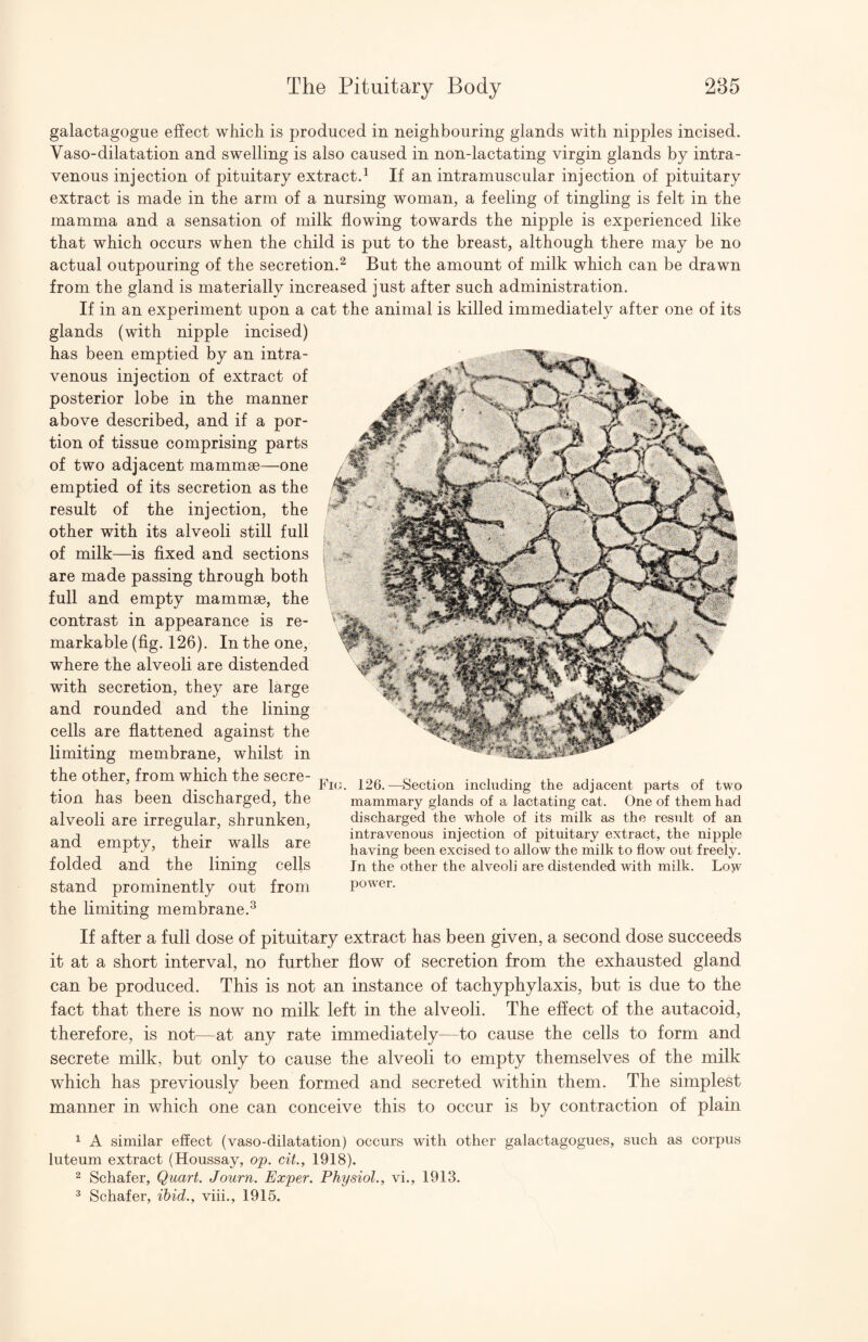 galactagogue effect which is produced in neighbouring glands with nipples incised. Vaso-dilatation and swelling is also caused in non-lactating virgin glands by intra¬ venous injection of pituitary extract.^ If an intramuscular injection of pituitary extract is made in the arm of a nursing woman, a feeling of tingling is felt in the mamma and a sensation of milk flowing towards the nipple is experienced like that which occurs when the child is put to the breast, although there may be no actual outpouring of the secretion.^ But the amount of milk which can be drawn from the gland is materially increased just after such administration. If in an experiment upon a cat the animal is killed immediately after one of its glands (with nipple incised) has been emptied by an intra¬ venous injection of extract of posterior lobe in the manner above described, and if a por¬ tion of tissue comprising parts of two adjacent mammae—one emptied of its secretion as the result of the injection, the other with its alveoli still full of milk—is fixed and sections are made passing through both full and empty mammae, the contrast in appearance is re¬ markable (fig. 126). In the one, where the alveoli are distended with secretion, they are large and rounded and the lining cells are flattened against the limiting membrane, whilst in the other, from which the secre¬ tion has been discharged, the alveoli are irregular, shrunken, and empty, their walls are folded and the lining cells stand prominently out from the limiting membrane.^ If after a full dose of pituitary extract has been given, a second dose succeeds it at a short interval, no further flow of secretion from the exhausted gland can be produced. This is not an instance of tachyphylaxis, but is due to the fact that there is now no milk left in the alveoli. The effect of the autacoid, therefore, is not—at any rate immediately—to cause the cells to form and secrete milk, but only to cause the alveoli to empty themselves of the milk which has previously been formed and secreted within them. The simplest manner in which one can conceive this to occur is by contraction of plain ^ A similar effect (vaso-dilatation) occurs with other galactagogues, such as corpus luteum extract (Houssay, op. cit., 1918). 2 Schafer, Quart. Journ. Exper. Physiol., vi., 1913. * Schafer, ibid., viii., 1915. Fio. 126.—Section including the adjacent parts of two mammary glands of a lactating cat. One of them had discharged the whole of its milk as the result of an intravenous injection of pituitary extract, the nipple having been excised to allow the milk to flow out freely. In the other the alveoli are distended with milk. Low power.