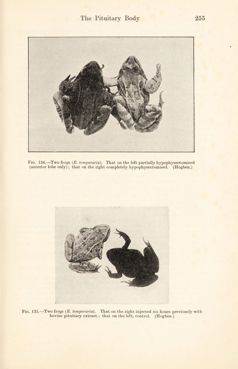 Fig. 134.—Two frogs {R. temporaria). That on the left partially hypophysectomised (anterior lobe only); that on the right completely hypophysectomised. (Hogben.) Fig. 135.—Two frogs (R. temporaria). That on the right injected six hours previously with bovine pituitary extract ; that on the left;; control. (Hogben.)