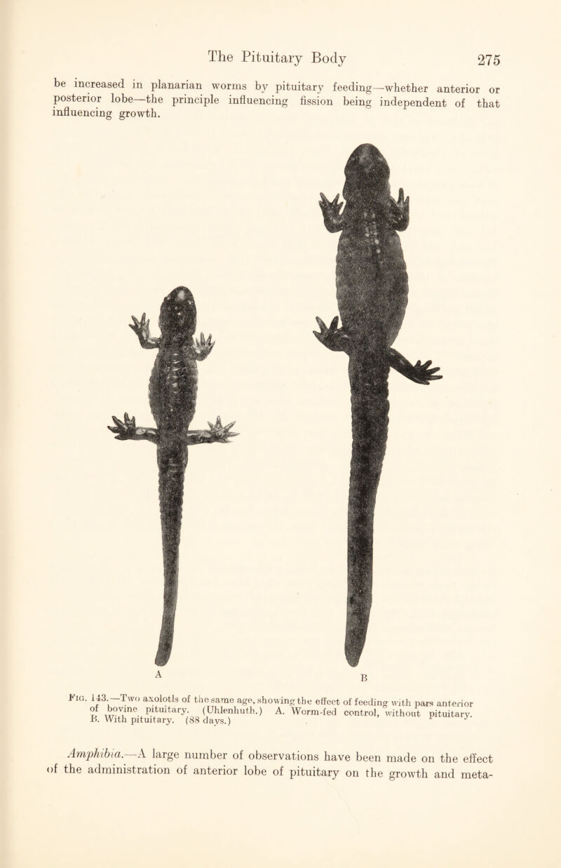 be increased in planarian worms by pituitary feeding—whether anterior or posterior lobe—the principle influencing fission being independent of that influencing growth. Fig. 143.—Two axolotls of the same age, .showing the effect of feeding with pars anterior ?. (Uhlenhuth.) A. Worm-fed control, without pituitary. r>. With pituitary. (88 days.) Am'pMhia.—X large number of observations have been made on the effect )f the administration of anterior lobe of pituitary on the growth and meta*