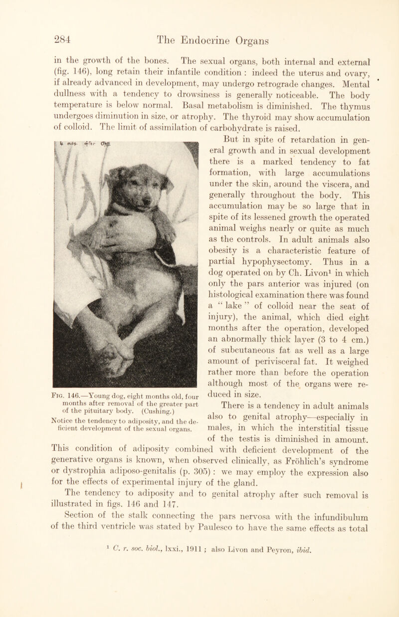 in the growth of the bones. The sexual organs, both internal and external (fig. 146), long retain their infantile condition : indeed the uterus and ovary, if already advanced in development, may undergo retrograde changes. Mental dullness with a tendency to drowsiness is generally noticeable. The body temperature is below normal. Basal metabolism is diminished. The thymus undergoes diminution in size, or atrophy. The thyroid may show accumulation of colloid. The limit of assimilation of carbohydrate is raised. But in spite of retardation in gen¬ eral growth and in sexual development there is a marked tendency to fat formation, with large accumulations under the skin, around the viscera, and generally throughout the body. This accumulation may be so large that in spite of its lessened growth the operated animal weighs nearly or quite as much as the controls. In adult animals also obesity is a characteristic feature of partial hypophysectomy. Thus in a dog operated on by Ch. Livon^ in which only the pars anterior was injured (on histological examination there was found a lake ” of colloid near the seat of injury), the animal, which died eight months after the operation, developed an abnormally thick layer (3 to 4 cm.) of subcutaneous fat as well as a large amount of perivisceral fat. It weighed rather more than before the operation although most of the organs were re¬ duced in size. There is a tendency in adult animals also to genital atrophy—especially in males, in which the interstitial tissue of the testis is diminished in amount. This condition of adiposity combined with deficient development of the generative organs is known, when observed clinically, as Frohlich’s syndrome or dystrophia adiposo-genitalis (p. 305) : we may employ the expression also for the effects of experimental injury of the gland. The tendency to adiposity and to genital atrophy after such removal is illustrated in figs. 146 and 147. Section of the stalk connecting the pars nervosa with the infundibulum of the third ventricle was stated by Paulesco to have the same effects as total Fig. 146.—Young dog, eight months old, four months after removal of the greater part of the pituitary body. (Cushing.) Notice the tendency to adiposity, and the de¬ ficient development of the sexual organs. ^ C. r. soc. hiol., Ixxi., 1911 ; also Livon and Peyron, ibid.