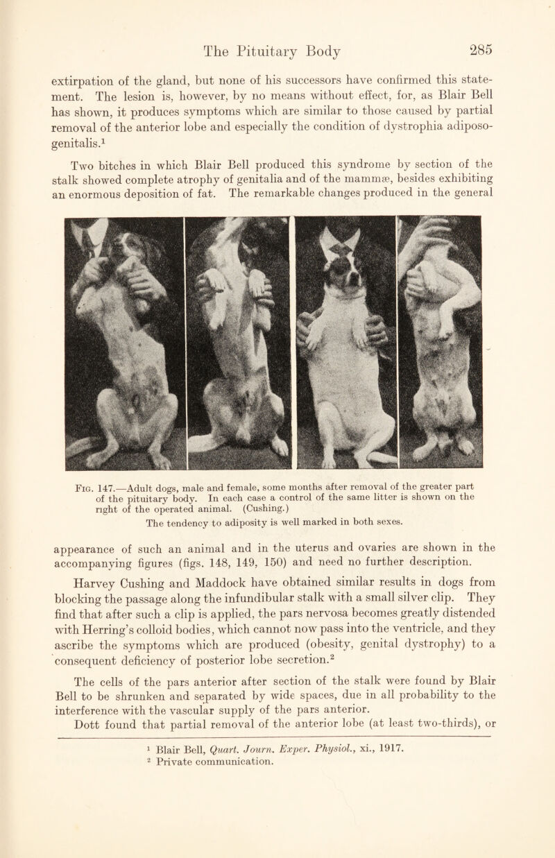 extirpation of the gland, but none of his successors have confirmed this state¬ ment. The lesion is, however, by no means without effect, for, as Blair Bell has shown, it produces symptoms which are similar to those caused by partial removal of the anterior lobe and especially the condition of dystrophia adiposo- genitalis.^ Two bitches in which Blair Bell produced this syndrome by section of the stalk showed complete atrophy of genitalia and of the mammae, besides exhibiting an enormous deposition of fat. The remarkable changes produced in the general Fig. 147.—Adult dogs, male and female, some months after removal of the greater part of the pituitary body. In each case a control of the same litter is shown on the right of the operated animal. (Cushing.) The tendency to adiposity is well marked in both sexes. appearance of such an animal and in the uterus and ovaries are shown in the accompanying figures (figs. 148, 149, 150) and need no further description. Harvey Cushing and Haddock have obtained similar results in dogs from blocking the passage along the infundibular stalk with a small silver clip. They find that after such a clip is applied, the pars nervosa becomes greatly distended with Herring’s colloid bodies, which cannot now pass into the ventricle, and they ascribe the symptoms which are produced (obesity, genital dystrophy) to a consequent deficiency of posterior lobe secretion.^ The cells of the pars anterior after section of the stalk were found by Blair Bell to be shrunken and separated by wide spaces, due in all probability to the interference with the vascular supply of the pars anterior. Dott found that partial removal of the anterior lobe (at least two-thirds), or 1 Blair Bell, Quart. Journ. Exper. Physiol., xi., 1917. ^ Private communication.