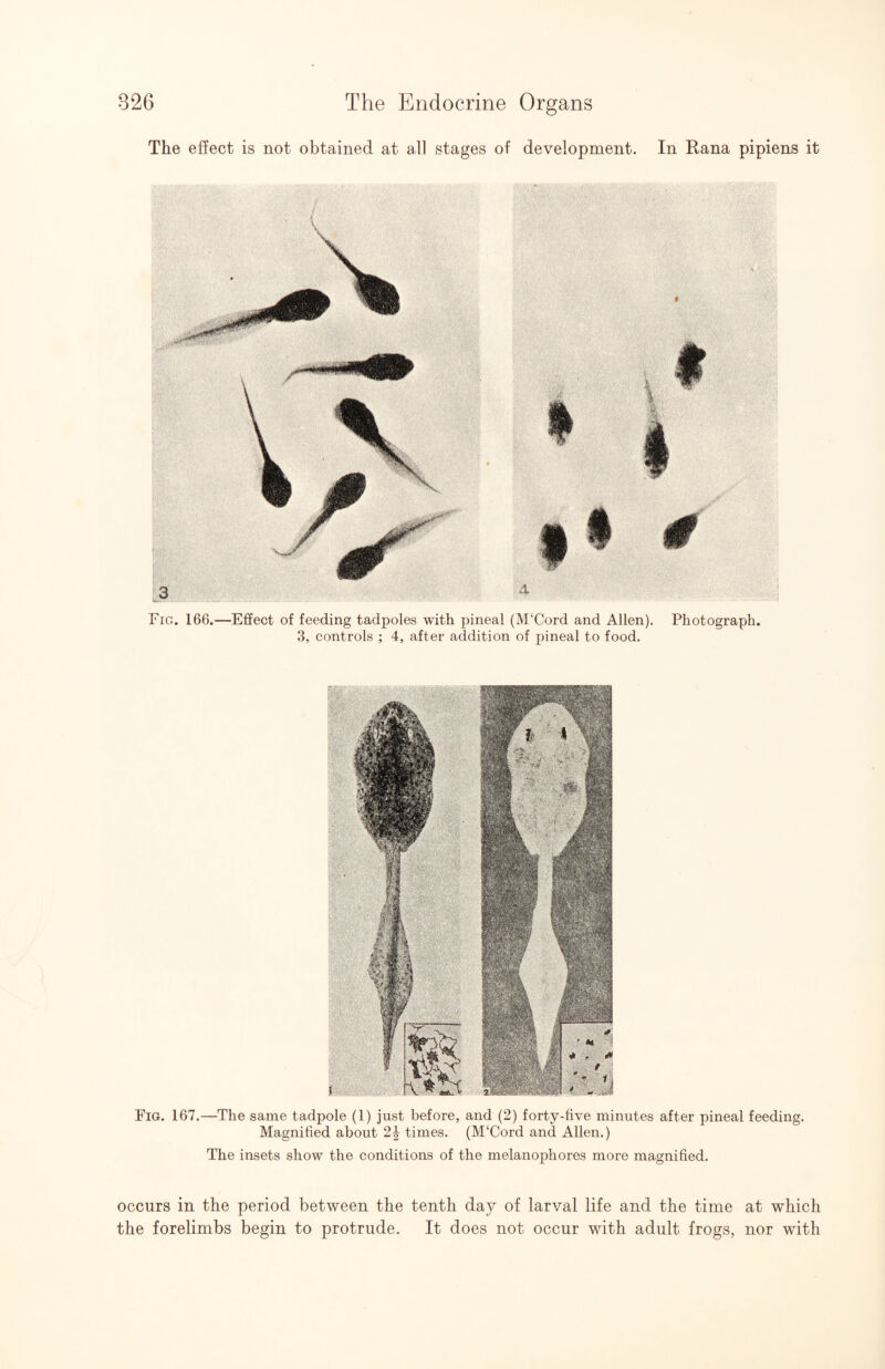 The effect is not obtained at all stages of development. In Eana pipiens it Fig. 167.—The same tadpole (1) just before, and (2) forty-five minutes after pineal feeding. Magnified about 2^ times. (M‘Cord and Allen.) The insets show the conditions of the melanophores more magnified. occurs in the period between the tenth day of larval life and the time at which the forelimbs begin to protrude. It does not occur with adult frogs, nor with f 3 ■ Fig. 166.- 4 -Effect of feeding tadpoles with pineal (M‘Cord and Allen). 3, controls ; 4, after addition of pineal to food. Photograph.