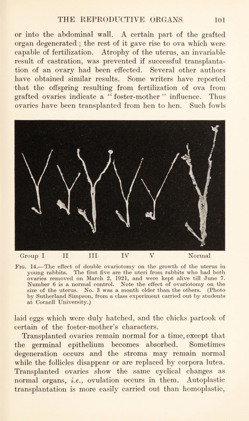 or into the abdominal wall. A certain part of the grafted organ degenerated ; the rest of it gave rise to ova which were capable of fertilization. Atrophy of the uterus, an invariable result of castration, was prevented if successful transplanta¬ tion of an ovary had been effected. Several other authors have obtained similar results. Some writers have reported that the offspring resulting from fertilization of ova from grafted ovaries indicate a “ foster-mother ” influence. Thus ovaries have been transplanted from hen to hen. Such fowls Group I II III IV V Normal Fig. 14.—The effect of double ovariotomy on the growth of the uterus in young rabbits. The first five are the uteri from rabbits who had both ovaries removed on March 2, 1921, and were kept alive till June 7. Number 6 is a normal control. Note the effect of ovariotomy on the size of the uterus. No. 3 was a month older than the others. (Photo by Sutherland Simpson, from a class experiment carried out by students at Cornell University.) laid eggs which were duly hatched, and the chicks partook of certain of the foster-mother’s characters. Transplanted ovaries remain normal for a time, except that the germinal epithelium becomes absorbed. Sometimes degeneration occurs and the stroma may remain normal while the follicles disappear or are replaced by corpora lutea. Transplanted ovaries show the same cyclical changes as normal organs, i.e., ovulation occurs in them. Autoplastic transplantation is more easily carried out than homoplastic.