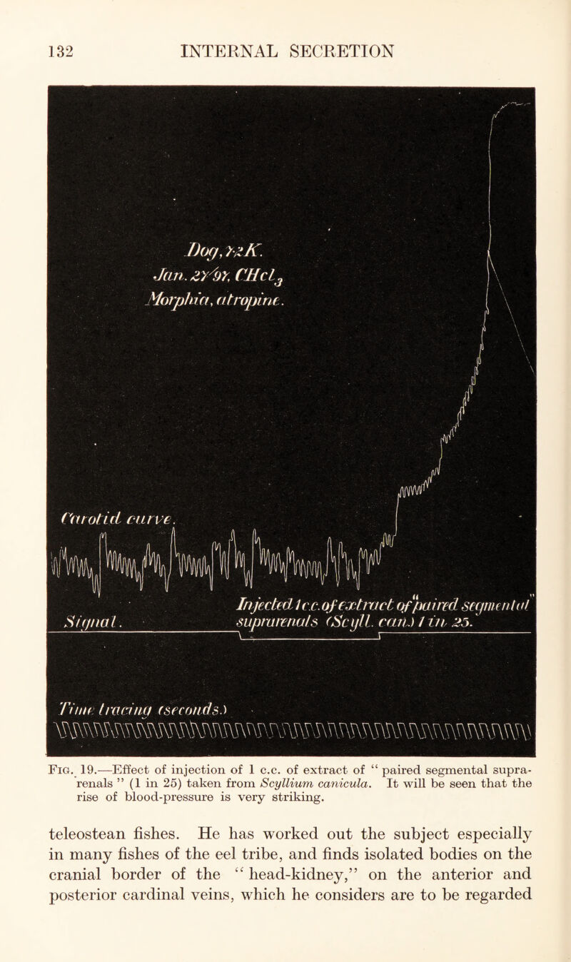 Fig. 19.—Effect of injection of 1 c.c. of extract of “ paired segmental supra- renals ” (1 in 25) taken from Scyllium canicula. It will be seen that the rise of blood-pressure is very striking. teleostean fishes. He has worked out the subject especially in many fishes of the eel tribe, and finds isolated bodies on the cranial border of the head-kidney,” on the anterior and posterior cardinal veins, which he considers are to be regarded