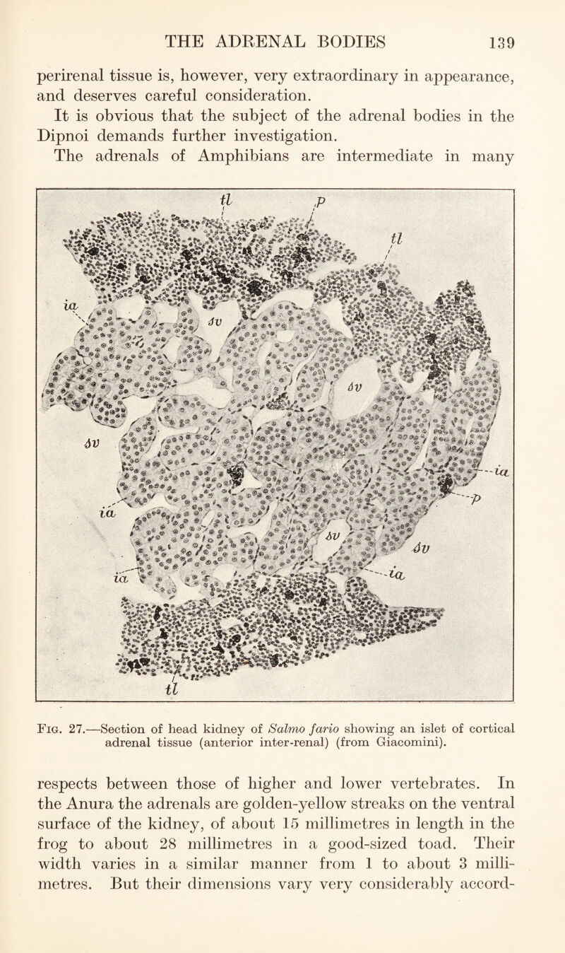 perirenal tissue is, however, very extraordinary in appearance, and deserves careful consideration. It is obvious that the subject of the adrenal bodies in the Dipnoi demands further investigation. The adrenals of Amphibians are intermediate in many itL Fig. 27.—Section of head kidney of Salmo fario showing an islet of cortical adrenal tissue (anterior inter-renal) (from Giacomini). respects between those of higher and lower vertebrates. In the Anura the adrenals are golden-yellow streaks on the ventral surface of the kidney, of about 15 millimetres in length in the frog to about 28 millimetres in a good-sized toad. Their width varies in a similar manner from 1 to about 3 milli¬ metres. But their dimensions vary very considerably accord-