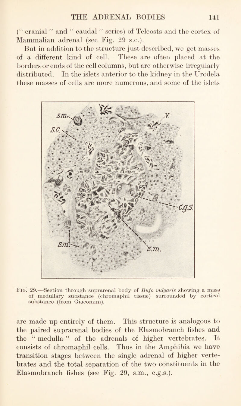 (“ cranial ” and “ caudal ” series) of Teleosts and the cortex of Mammalian adrenal (see Fig. 29 S.C.). But in addition to the structure j ust described, we get masses of a different kind of cell. These are often placed at the borders or ends of the cell columns, but are otherwise irregularly distributed. In the islets anterior to the kidney in the Urodela these masses of cells are more numerous, and some of the islets Fig. 29.—Section through suprarenal body of Bufo vulgaris showing a mass of medullary substance (chromaphil tissue) surrounded by cortical substance (from Giacomini). are made up entirely of them. This structure is analogous to the paired suprarenal bodies of the Elasmobranch fishes and the ‘‘ medulla ” of the adrenals of higher vertebrates. It consists of chromaphil cells. Thus in the Amphibia we have transition stages between the single adrenal of higher verte¬ brates and the total separation of the two constituents in the Elasmobranch fishes (see Fig. 29, s.m., c.g.s.).