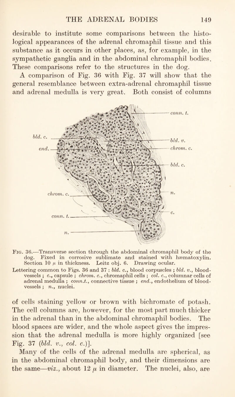 desirable to institute some comparisons between the histo¬ logical appearances of the adrenal chromaphil tissue and this substance as it occurs in other places, as, for example, in the sympathetic ganglia and in the abdominal chromaphil bodies. These comparisons refer to the structures in the dog. A comparison of Fig. 36 with Fig. 37 will show that the general resemblance between extra-adrenal chromaphil tissue and adrenal medulla is very great. Both consist of columns conn. t. hid. V. chrom. c. bid. c. Fig. 36.—Transverse section through the abdominal chromaphil body of the dog. Fixed in corrosive sublimate and stained with haematoxylin. Section 10 //- in thickness. Leitz obj. 6. Drawing ocular. Lettering common to Figs. 36 and 37 : bid. c., blood corpuscles ; bid. v., blood¬ vessels ; c., capsule ; chrom. c., chromaphil cells ; col. c., columnar cells of adrenal medulla ; conn.t., connective tissue ; end., endothelium of blood¬ vessels ; n., nuclei. of cells staining yellow or brown with bichromate of potash. The cell columns are, however, for the most part much thicker in the adrenal than in the abdominal chromaphil bodies. The blood spaces are wider, and the whole aspect gives the impres¬ sion that the adrenal medulla is more highly organized [see Fig. 37 (bid. V., col. c.)]. Many of the cells of the adrenal medulla are spherical, as in the abdominal chromaphil body, and their dimensions are the same—viz., about 12 in diameter. The nuclei, also, are