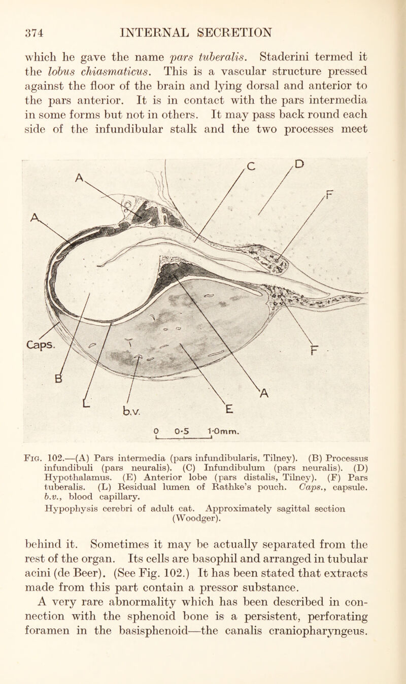 which he gave the name pars tuber alls. Staderini termed it the lobus chiasmaticus. This is a vascular structure pressed against the floor of the brain and lying dorsal and anterior to the pars anterior. It is in contact with the pars intermedia in some forms but not in others. It may pass back round each side of the infundibular stalk and the two processes meet 0 0'5 1'0mm. 1_i-» Fig. 102.—(A) Pars intermedia (pars infundibular is, Tilney). (B) Processus infundibuli (pars neuralis). (C) Infundibulum (pars neuralis). (D) Hypothalamus. (E) Anterior lobe (pars distalis, Tihiey). (F) Pars tuberalis. (L) Residual liunen of Rathke’s pouch. Caps., capsule. b.v., blood capillary. Hypophysis cerebri of adult cat. Approximately sagittal section (Woodger). behind it. Sometimes it may be actually separated from the rest of the organ. Its cells are basophil and arranged in tubular acini (de Beer). (See Fig. 102.) It has been stated that extracts made from this part contain a pressor substance. A very rare abnormality which has been described in con¬ nection with the sphenoid bone is a persistent, perforating foramen in the basisphenoid—the canalis craniophar3rngeus.