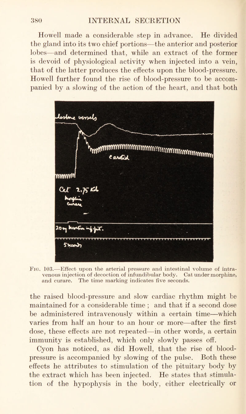 Howell made a considerable step in advance. He divided the gland into its two chief portions—the anterior and posterior lobes—and determined that, while an extract of the former is devoid of physiological activity when injected into a vein, that of the latter produces the effects upon the blood-pressure. Howell further found the rise of blood-pressure to be accom¬ panied by a slowing of the action of the heart, and that both Fig. 103.—Effect upon the arterial pressure and intestinal volume of intra¬ venous injection of decoction of infundibular body. Cat under morphine, and curare. The time marking indicates five seconds. the raised blood-pressure and slow cardiac rhythm might be maintained for a considerable time ; and that if a second dose be administered intravenously within a certain time—which varies from half an hour to an hour or more—after the first dose, these effects are not repeated—in other words, a certain immunity is established, which only slowly passes off. Cyon has noticed, as did Howell, that the rise of blood- pressure is accompanied by slowing of the pulse. Both these effects he attributes to stimulation of the pituitary body by the extract which has been injected. He states that stimula¬ tion of the hypophysis in the body, either electrically or