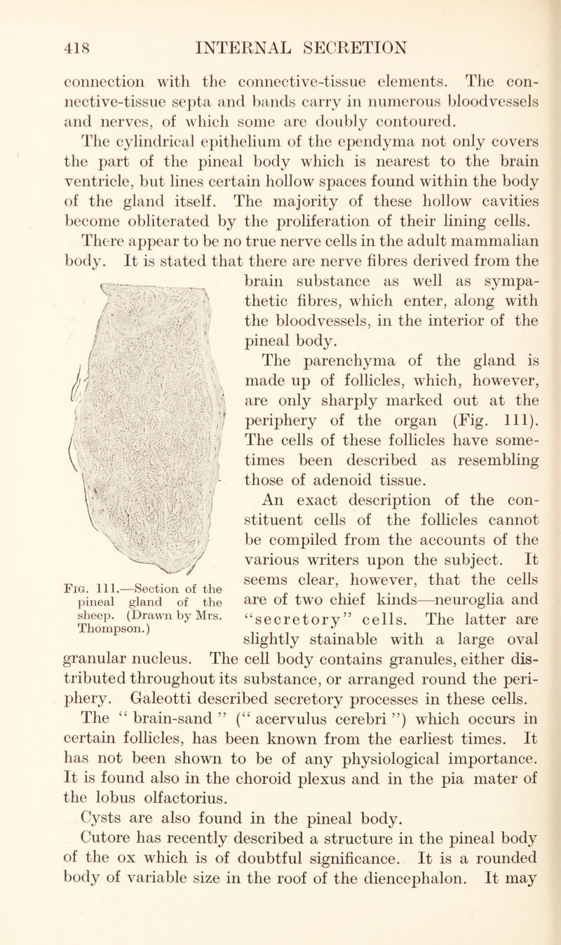 connection with the connective-tissue elements. The con¬ nective-tissue septa and bands carry in numerous bloodvessels and nerves, of which some are doubly contoured. The cylindrical epithelium of the ependyma not only covers the part of the pineal body which is nearest to the brain ventricle, but lines certain hollow spaces found within the body of the gland itself. The majority of these hollow cavities become obliterated by the proliferation of their lining cells. There appear to be no true nerve cells in the adult mammalian body. It is stated that there are nerve fibres derived from the brain substance as well as sympa¬ thetic fibres, which enter, along with the bloodvessels, in the interior of the pineal body. The parenchyma of the gland is made up of follicles, which, however, are only sharply marked out at the periphery of the organ (Fig. 111). The cells of these follicles have some¬ times been described as resembling those of adenoid tissue. An exact description of the con¬ stituent cells of the follicles cannot be compiled from the accounts of the various writers upon the subject. It seems clear, however, that the cells are of two chief kinds—neuroglia and ‘secretory” cells. The latter are slightly stainable with a large oval granular nucleus. The cell body contains granules, either dis¬ tributed throughout its substance, or arranged round the peri¬ phery. Galeotti described secretory processes in these cells. The brain-sand ” {“ acervulus cerebri ”) which occurs in certain follicles, has been known from the earliest times. It has not been shown to be of any physiological importance. It is found also in the choroid plexus and in the pia mater of the lobus olfactorius. Cysts are also found in the pineal body. Cutore has recently described a structure in the pineal body of the ox which is of doubtful significance. It is a rounded body of variable size in the roof of the diencephalon. It may Fig. 111.—Section of the pineal gland of the sheep. (Drawn by Mrs. Thompson.)