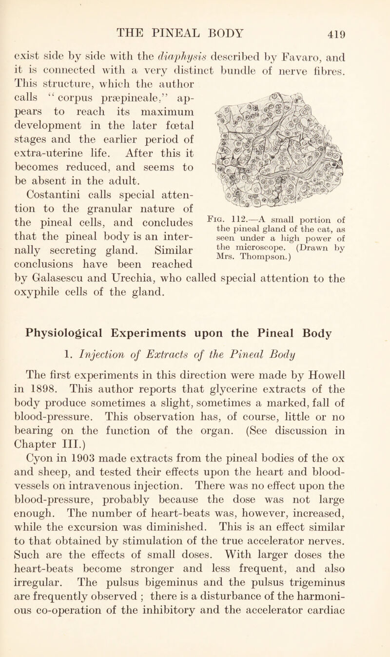 exist side by side with the diaphysis described by Favaro, and it is connected with a very distinct bundle of nerve hbres. This structure, which the author calls “ corpus praepineale,” ap¬ pears to reach its maximum development in the later foetal stages and the earlier period of extra-uterine life. After this it becomes reduced, and seems to be absent in the adult. Costantini calls special atten¬ tion to the granular nature of the pineal cells, and concludes that the pineal body is an inter¬ nally secreting gland. Similar conclusions have been reached Fig. 112.^—A small portion of the pineal gland of the cat, as seen under a high power of the microscope. (Drawn by Mrs. Thompson.) by Galasescu and Urechia, who called special attention to the oxyphile cells of the gland. Physiological Experiments upon the Pineal Body 1. Injection of Extracts of the Pineal Body The first experiments in this direction were made by Howell in 1898. This author reports that glycerine extracts of the body produce sometimes a slight, sometimes a marked, fall of blood-pressure. This observation has, of course, little or no bearing on the function of the organ. (See discussion in Chapter III.) Cyon in 1903 made extracts from the pineal bodies of the ox and sheep, and tested their effects upon the heart and blood¬ vessels on intravenous injection. There was no effect upon the blood-pressure, probably because the dose was not large enough. The number of heart-beats was, however, increased, while the excursion was diminished. This is an effect similar to that obtained by stimulation of the true accelerator nerves. Such are the effects of small doses. With larger doses the heart-beats become stronger and less frequent, and also irregular. The pulsus bigeminus and the pulsus trigeminus are frequently observed ; there is a disturbance of the harmoni¬ ous co-operation of the inhibitory and the accelerator cardiac