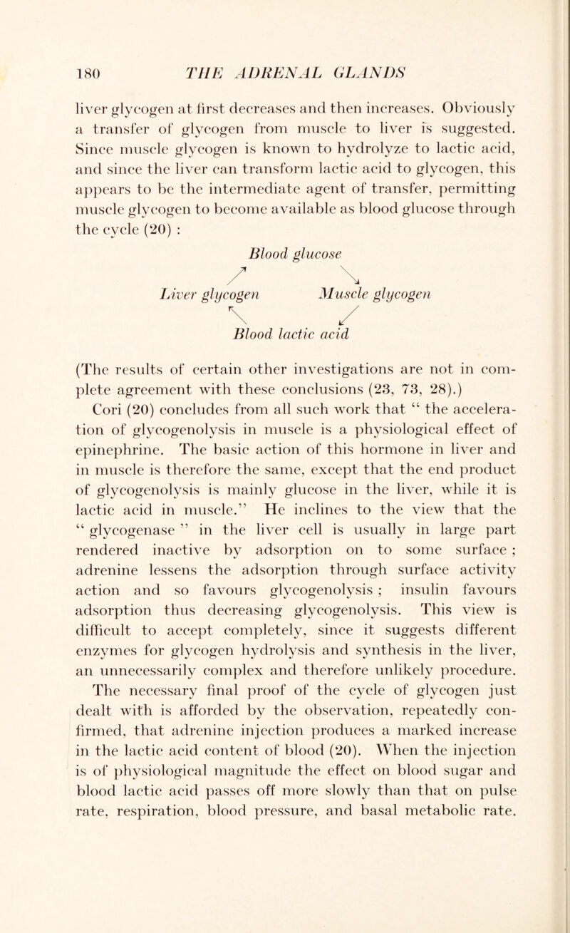 liver glycogen at first decreases and then increases. Obviously a transfer of glycogen from muscle to liver is suggested. Since muscle glycogen is known to hydrolyze to lactic acid, and since the liver can transform lactic acid to glycogen, this appears to be the intermediate agent of transfer, permitting muscle glycogen to become available as blood glucose through the cycle (20) : Blood glucose / \ Liver glycogen Muscle glycogen \ . / Blood lactic ac'id (The results of certain other investigations are not in com¬ plete agreement with these conclusions (23, 73, 28).) Cori (20) concludes from all such work that “ the accelera¬ tion of glycogenolysis in muscle is a physiological effect of epinephrine. The basic action of this hormone in liver and in muscle is therefore the same, except that the end product of glycogenolysis is mainly glucose in the liver, while it is lactic acid in muscle.” He inclines to the view that the “ glycogenase ” in the liver cell is usually in large part rendered inactive by adsorption on to some surface ; adrenine lessens the adsorption through surface activity action and so favours glycogenolysis ; insulin favours adsorption thus decreasing glycogenolysis. This view is difficult to accept completely, since it suggests different enzymes for glycogen hydrolysis and synthesis in the liver, an unnecessarily complex and therefore unlikely procedure. The necessary final proof of the cycle of glycogen just dealt with is afforded by the observation, repeatedly con¬ firmed, that adrenine injection produces a marked increase in the lactic acid content of blood (20). When the injection is of physiological magnitude the effect on blood sugar and blood lactic acid passes off more slowly than that on pulse rate, respiration, blood pressure, and basal metabolic rate.