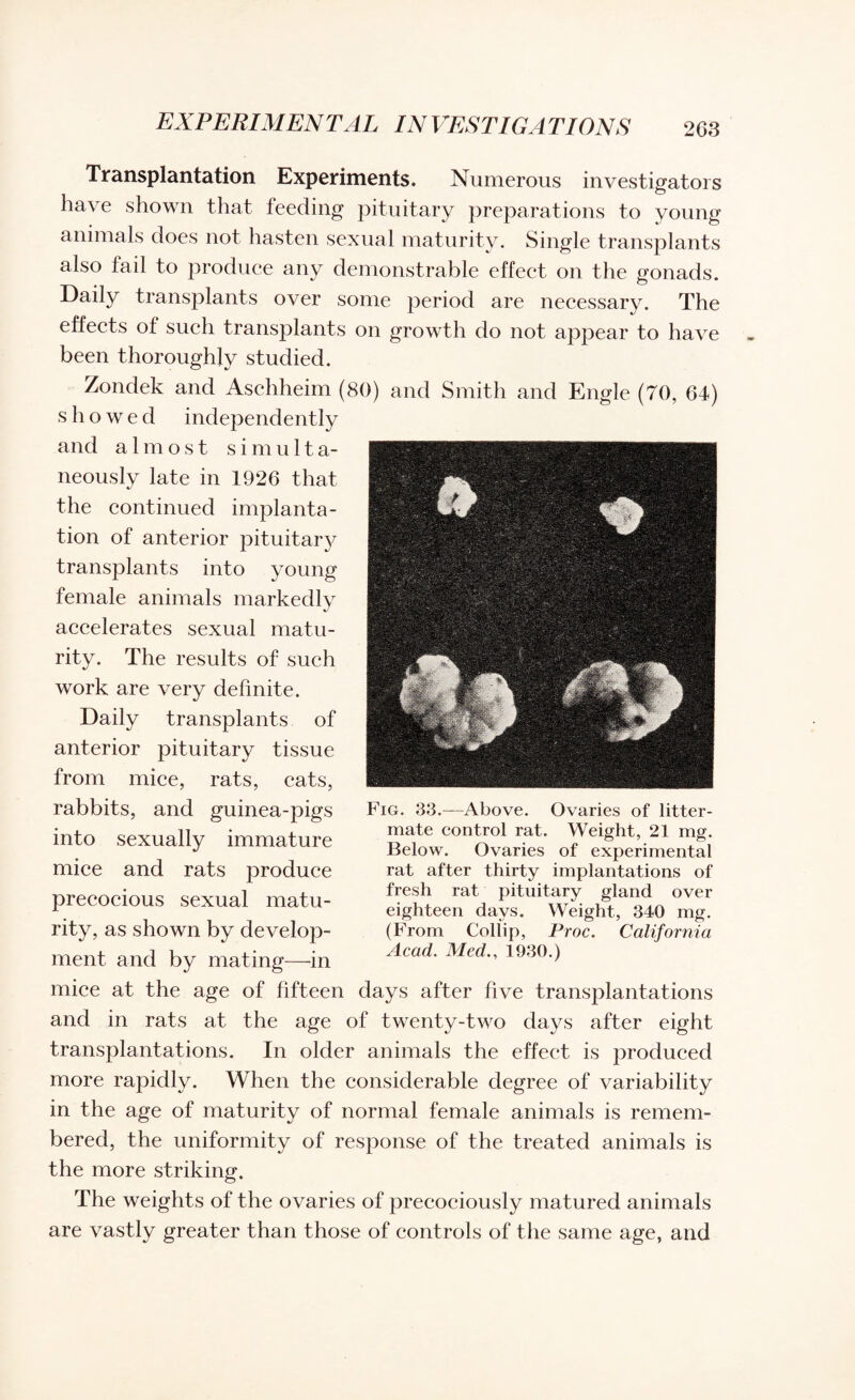 Transplantation Experiments. Numerous investigators have shown that feeding pituitary preparations to young animals does not hasten sexual maturity. Single transplants also fail to produce any demonstrable effect on the gonads. Daily transplants over some period are necessary. The effects of such transplants on growth do not appear to have been thoroughly studied. Zondek and Aschheim (80) and Smith and Engle (70, 64) showed independently and almost s i m u 11 a- neously late in 1926 that the continued implanta¬ tion of anterior pituitary transplants into young female animals markedly accelerates sexual matu¬ rity. The results of such work are very definite. Daily transplants of anterior pituitary tissue from mice, rats, cats, rabbits, and guinea-pigs into sexually immature mice and rats produce precocious sexual matu¬ rity, as shown by develop¬ ment and by mating—in mice at the age of fifteen days after five transplantations and in rats at the age of twenty-two days after eight transplantations. In older animals the effect is produced more rapidly. When the considerable degree of variability in the age of maturity of normal female animals is remem¬ bered, the uniformity of response of the treated animals is the more striking. The weights of the ovaries of precociously matured animals are vastly greater than those of controls of the same age, and Fig. 33.—Above. Ovaries of litter- mate control rat. Weight, 21 mg. Below. Ovaries of experimental rat after thirty implantations of fresh rat pituitary gland over eighteen days. Weight, 340 mg. (From Collip, Proc. California Acad. Med., 1930.)