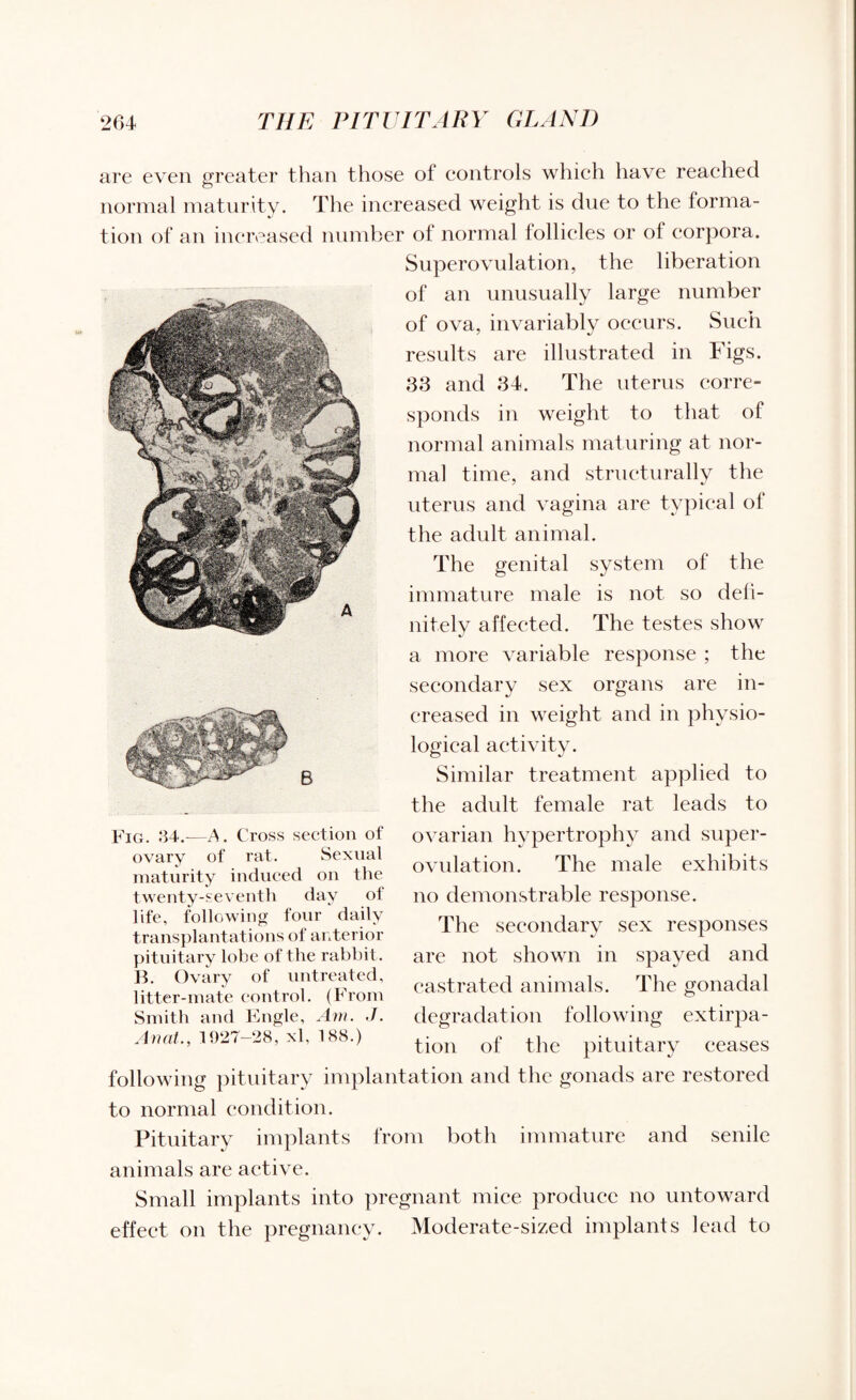 ga&iK,1 ' ''*■ '. are even greater than those of controls which have reached normal maturity. The increased weight is due to the forma¬ tion of an increased number of normal follicles or of corpora. Superovulation, the liberation of an unusually large number of ova, invariably occurs. Such results are illustrated in Figs. 33 and 34. The uterus corre¬ sponds in weight to that of normal animals maturing at nor¬ mal time, and structurally the uterus and vagina are typical of the adult animal. The genital system of the immature male is not so defi¬ nitely affected. The testes show a more variable response ; the secondary sex organs are in¬ creased in weight and in physio¬ logical activity. Similar treatment applied to the adult female rat leads to ovarian hypertrophy and super¬ ovulation. The male exhibits no demonstrable response. The secondary sex responses are not shown in spayed and castrated animals. The gonadal degradation following extirpa¬ tion of the pituitary ceases following pituitary implantation and the gonads are restored to normal condition. Pituitary implants from both immature and senile animals are active. Small implants into pregnant mice produce no untoward effect on the pregnancy. Moderate-sized implants lead to B Fig. 34.—A. Cross section of ovary of rat. Sexual maturity induced on the twenty-seventh day of life, following four daily transplantations of anterior pituitary lobe of the rabbit. B. Ovary of untreated, litter-mate control. (From Smith and Engle, Am. ./. Anat., 1927-28, xl, 188.)