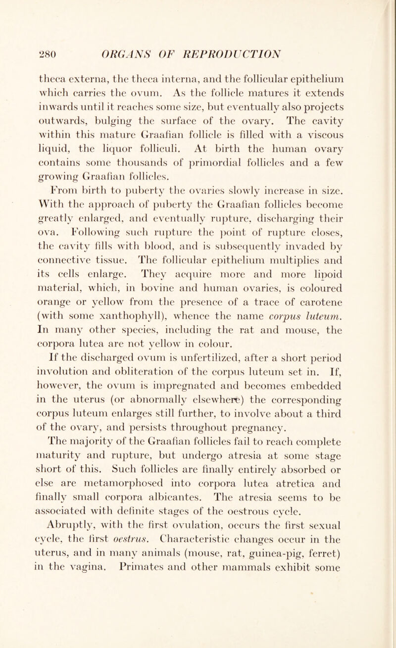 theca externa, the theca interna, and the follicular epithelium which carries the ovum. As the follicle matures it extends inwards until it reaches some size, but eventually also projects outwards, bulging the surface of the ovary. The cavity within this mature Graafian follicle is filled with a viscous liquid, the liquor folliculi. At birth the human ovary contains some thousands of primordial follicles and a few growing Graafian follicles. From birth to puberty the ovaries slowly increase in size. With the approach of puberty the Graafian follicles become greatly enlarged, and eventually rupture, discharging their ova. Following such rupture the point of rupture closes, the cavity fills with blood, and is subsequently invaded by connective tissue. The follicular epithelium multiplies and its cells enlarge. They acquire more and more lipoid material, which, in bovine and human ovaries, is coloured orange or yellow from the presence of a trace of carotene (with some xanthophyll), whence the name corpus luteum. In many other species, including the rat and mouse, the corpora lutea are not yellow in colour. If the discharged ovum is unfertilized, after a short period involution and obliteration of the corpus luteum set in. If, however, the ovum is impregnated and becomes embedded in the uterus (or abnormally elsewhere) the corresponding corpus luteum enlarges still further, to involve about a third of the ovary, and persists throughout pregnancy. The majority of the Graafian follicles fail to reach complete maturity and rupture, but undergo atresia at some stage short of this. Such follicles are finally entirely absorbed or else are metamorphosed into corpora lutea atretica and finally small corpora albicantes. The atresia seems to be associated with definite stages of the oestrous cycle. Abruptly, with the first ovulation, occurs the first sexual cycle, the first oestrus. Characteristic changes occur in the uterus, and in many animals (mouse, rat, guinea-pig, ferret) in the vagina. Primates and other mammals exhibit some