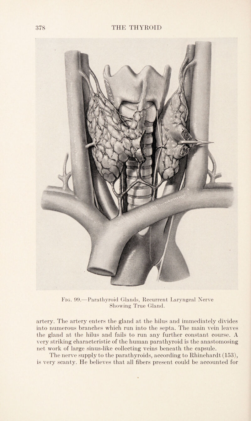 Fig. 99.—Parathyroid Glands, Recurrent Laryngeal Nerve Showing True Gland. artery. The artery enters the gland at the hilus and immediately divides into numerous branches which run into the septa. The main vein leaves the gland at the hilus and fails to run any further constant course. A very striking characteristic of the human parathyroid is the anastomosing net work of large sinus-like collecting veins beneath the capsule. The nerve supply to the parathyroids, according to Rhinehardt (153), is very scanty. He believes that all fibers present could be accounted for