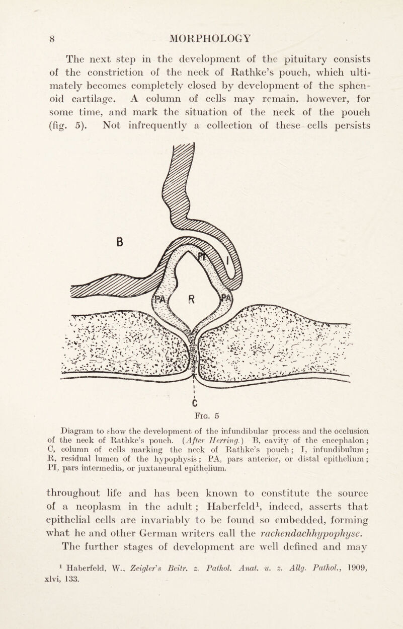 The next step in the developnaent of the pituitary consists of the constriction of the neck of Rathke’s pouch, which ulti¬ mately becomes completely closed by development of the sphen¬ oid cartilage. A column of cells may remain, however, for some time, and mark the situation of the neck of the pouch (hg. 5). Not infrequently a collection of these cells persists Diagram to show the development of the infundibular process and the occlusion of the neck of Dathke’s pouch. {After Herring.) B, cavity of the encephalon; C, column of cells marking the neck of Rathke’s pouch; I, infundibulum; R, residual lumen of the hypophysis; PA, pars anterior, or distal epithelium; PI; pars intermedia, or juxtaneural epithelium. throughout life and has been known to constitute the source of a neoplasm in the adult; Haberfeld^, indeed, asserts that epithelial cells are invariably to be found so embedded, forming what he and other German writers call the rachendachhypophyse. The further stages of development are well defined and may 1 Haberfeld, W., Zeigler's Beitr. z. Pathol. Anat. n. z. Allg. Pathol., 1909, xlvi, 133.