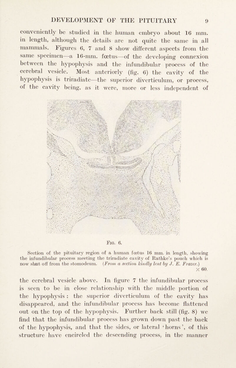 conveniently be studied in the human embryo about 16 mm. in length, although the details are not quite the same in all mammals. Figures 6, 7 and 8 show different aspects from the same specimen—a 16-mm. foetus—of the developing connexion between the hypophysis and the infundibular process of the cerebral vesiele. Most anteriorly (fig. 6) the cavity of the is triradiate—the superior diverticulum, or process, of the cavity being, as it were, more or less independent of Fig. 6. Section of the pituitary region of a human fcetus 16 mm. in length, showing the infundibular process meeting the triradiate cavity of Rathke’s pouch which is now shut off from the stomodeum. {From a section kindly lent hy J. E. Frazer.) X 60. the cerebral vesicle above. In figure 7 the infundibular process is seen to be in close relationship with the middle portion of the hypophysis : the superior diverticulum of the cavity has disappeared, and the infundibular proeess has beeome flattened out on the top of the hypophysis. Further back still (fig. 8) we find that the infundibular process has grown down past the back of the hypoph3^sis, and that the sides, or lateral ‘horns’, of this structure have encircled the descending process, in the manner