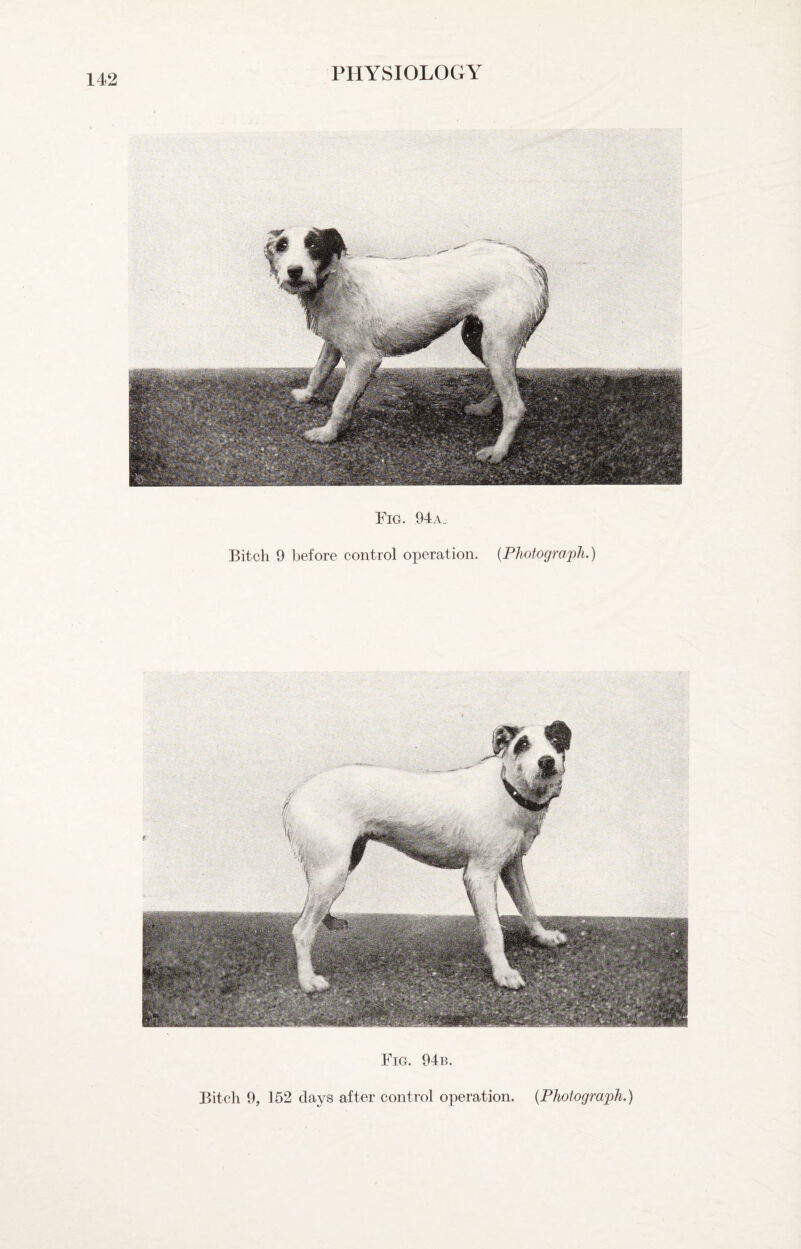 Fig. 94a„ Bitch 9 before control operation. (Photograph.) Fig. 94b. Bitch 9, 152 days after control operation, (Photograph.)
