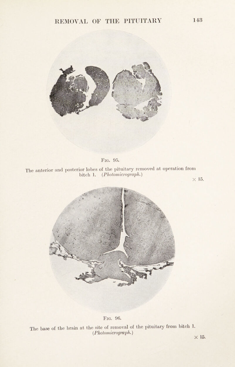 Fig. 95. The anterior and posterior lobes of the pituitary removed at operation from bitch 1. {Photomicrogra'pli.) X 15. Fig. 96. The base of the brain at the site of removal of the pituitary from bitch {Photomicrograph.) 1. X 16.