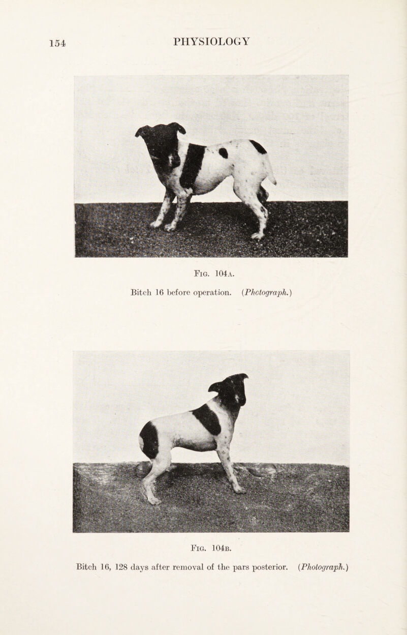 Fig. 104 a. Bitch 16 before operation. {Photograph.) Fig. 104b. Bitch 16, 128 days after removal of the pars posterior. {Photograph.)