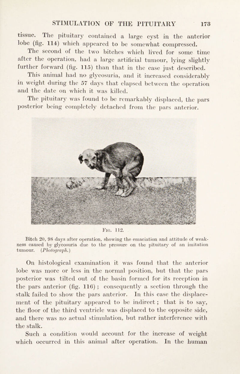tissue. The pituitary contained a large cyst in the anterior lobe (fig. 114) which appeared to be somewhat compressed. The second of the two bitches which lived for some time after the operation, had a large artificial tumour, lying slightly further forward (fig. 115) than that in the case just described. This animal had no glycosuria, and it increased considerably in weight during the 57 days that elapsed between the operation and the date on which it was killed. The pituitary was found to be remarkably displaced, the pars posterior being completely detached from the pars anterior. Fig. 112. Bitch 20, 98 days after operation, showing the emaciation and attitude of weak¬ ness caused by glycosuria due to the pressure on the pituitary of an imitation tumour. {Photograph.) On histological examination it was found that the anterior lobe was more or less in the normal position, but that the pars posterior was tilted out of the basin formed for its reception in the pars anterior (fig. 116) ; consequently a section through the stalk failed to show the pars anterior. In this case the displace¬ ment of the pituitary appeared to be indirect; that is to say, the floor of the third ventricle was displaced to the opposite side, and there was no actual stimulation, but rather interference with the stalk. Such a condition would account for the increase of weight which occurred in this animal after operation. In the human