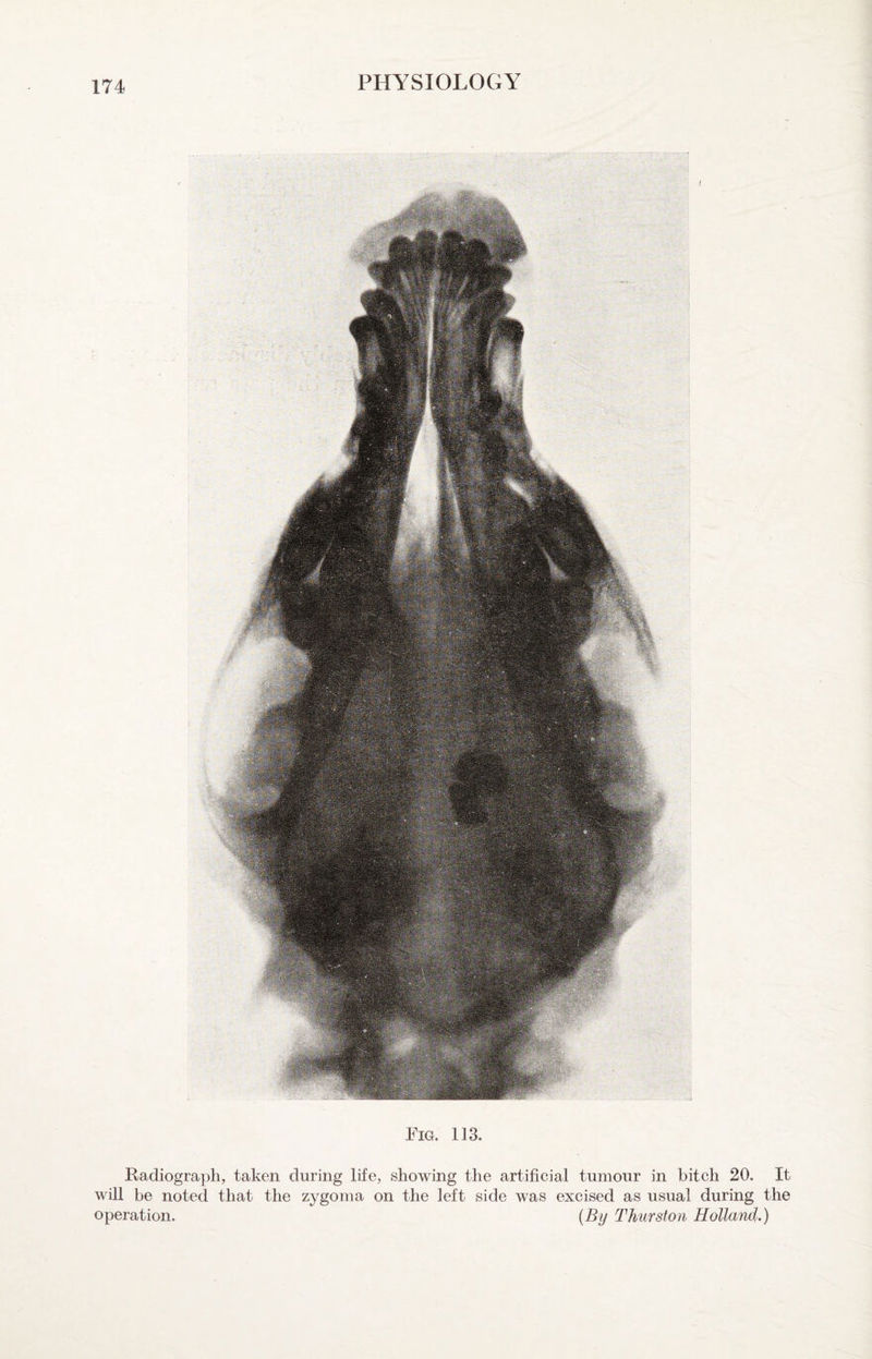 Fig. 113. Radiograph, taken during life, showing the artificial tumour in bitch 20, It will be noted that the zygoma on the left side was excised as usual during the operation. {By Thurston Holland.)